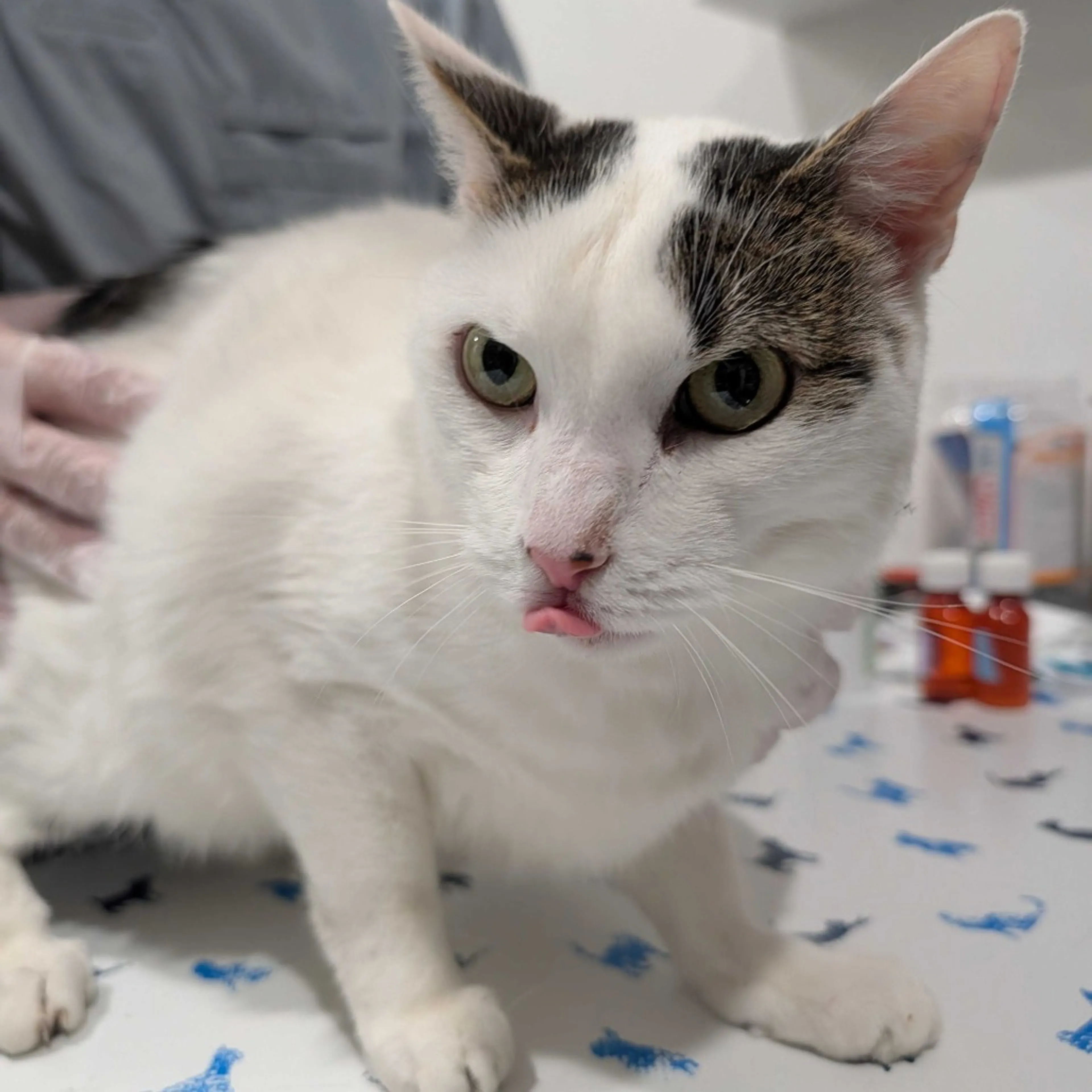 Found pet