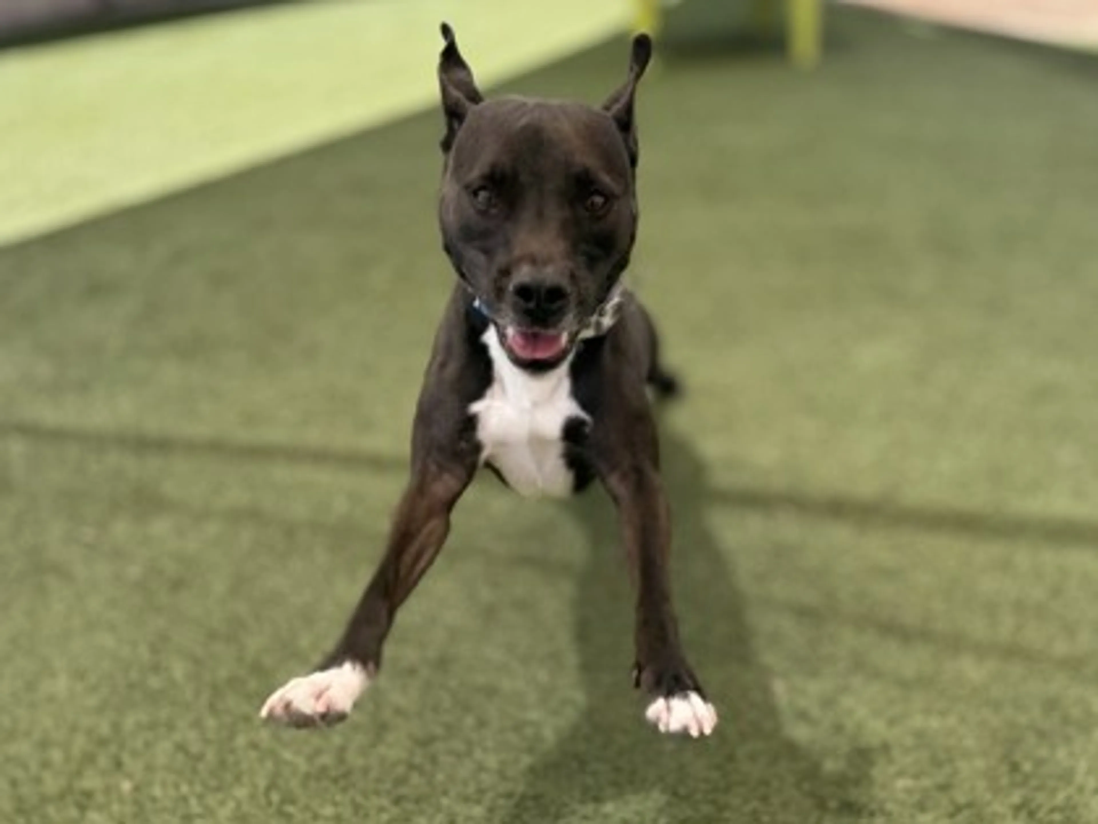 Found pet-1