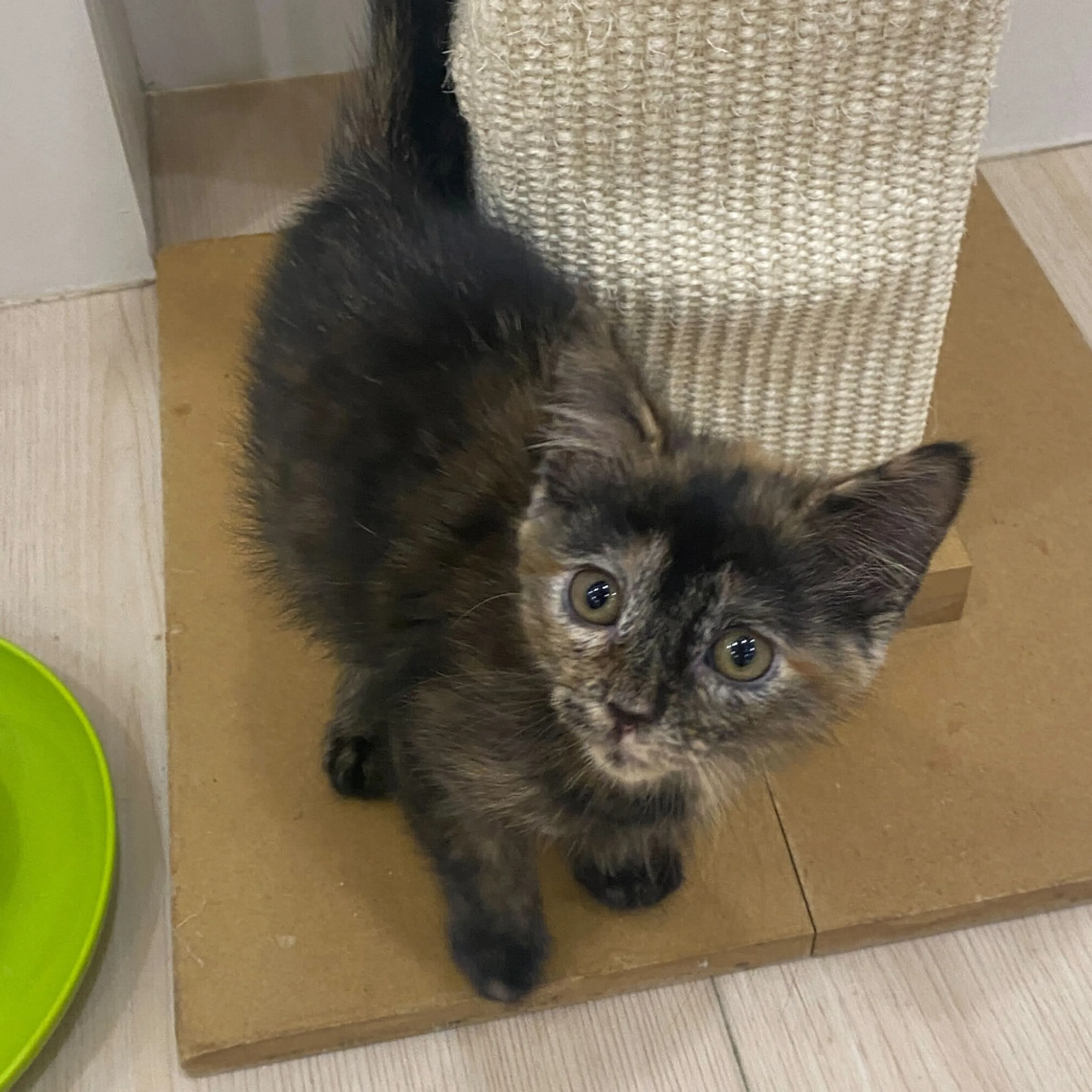 Found pet