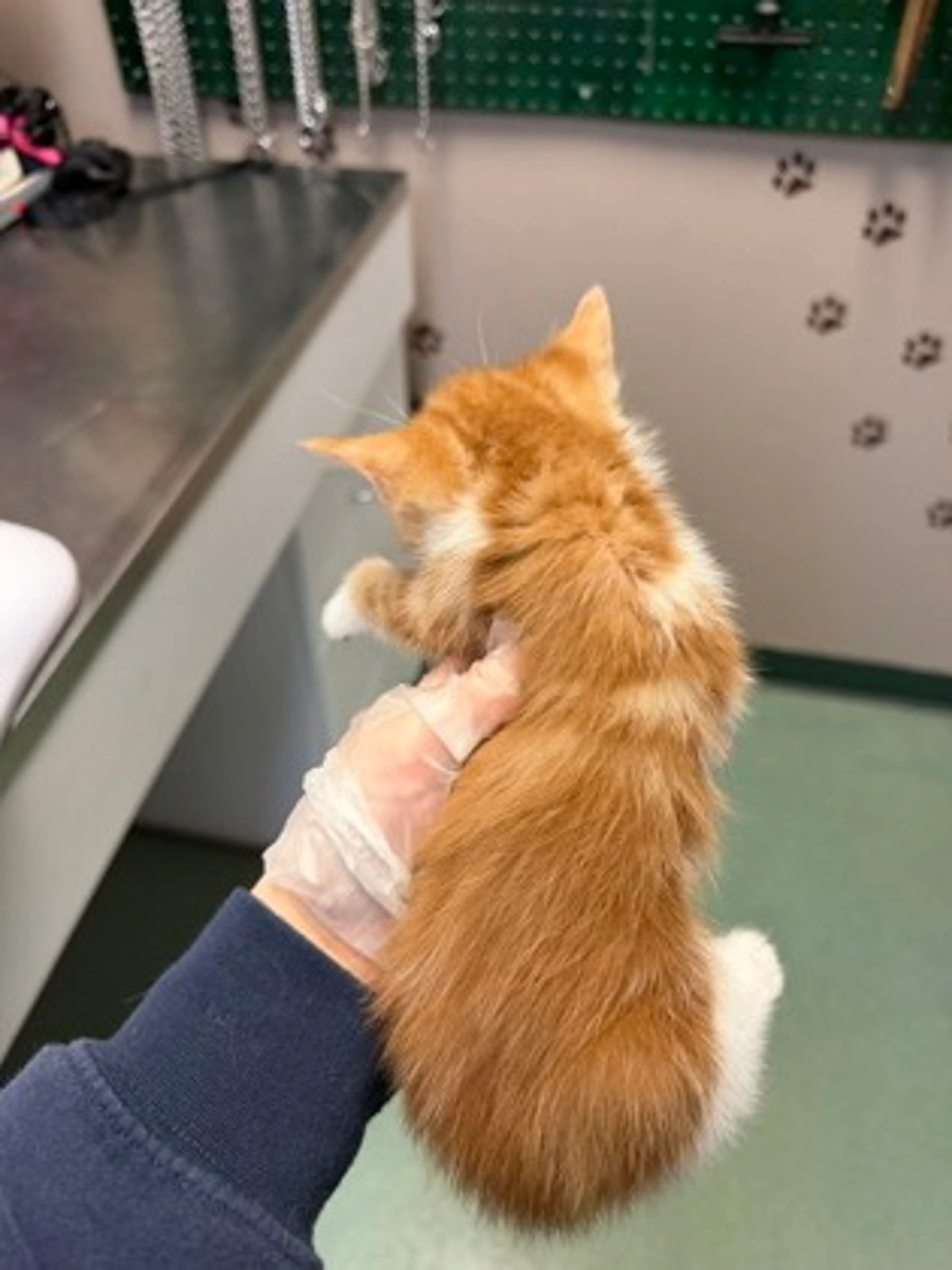 Found pet-1
