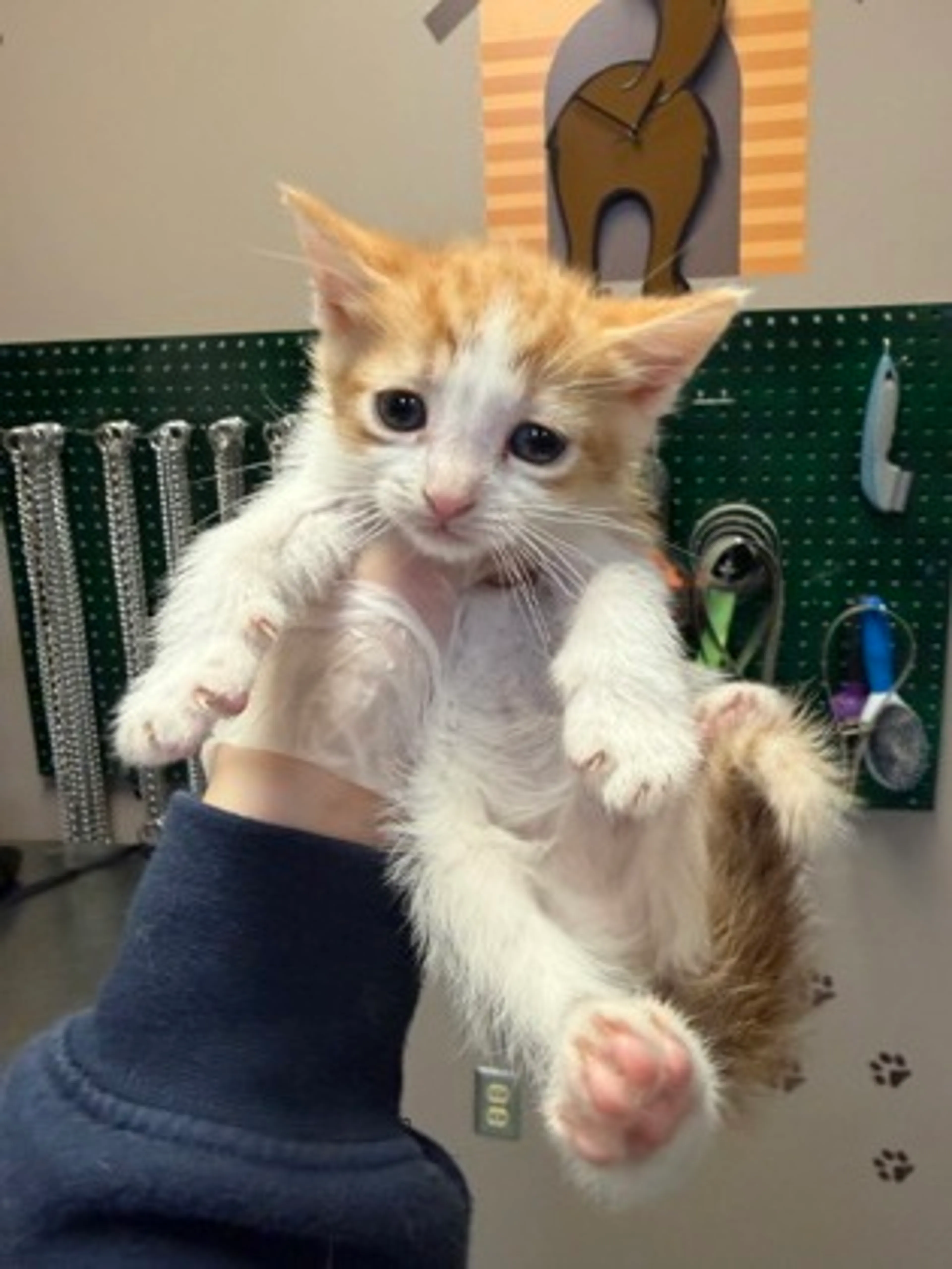Found pet