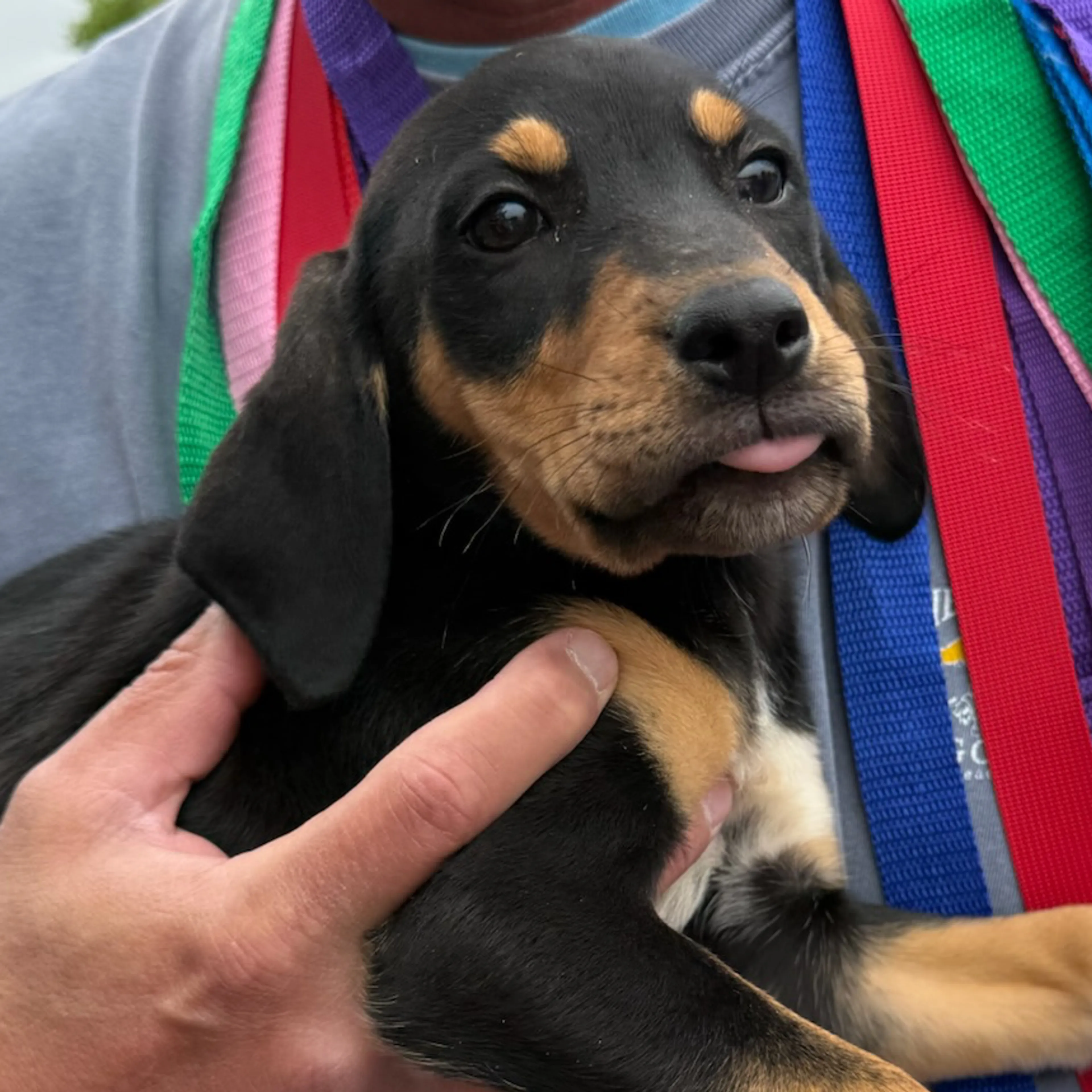 Found pet