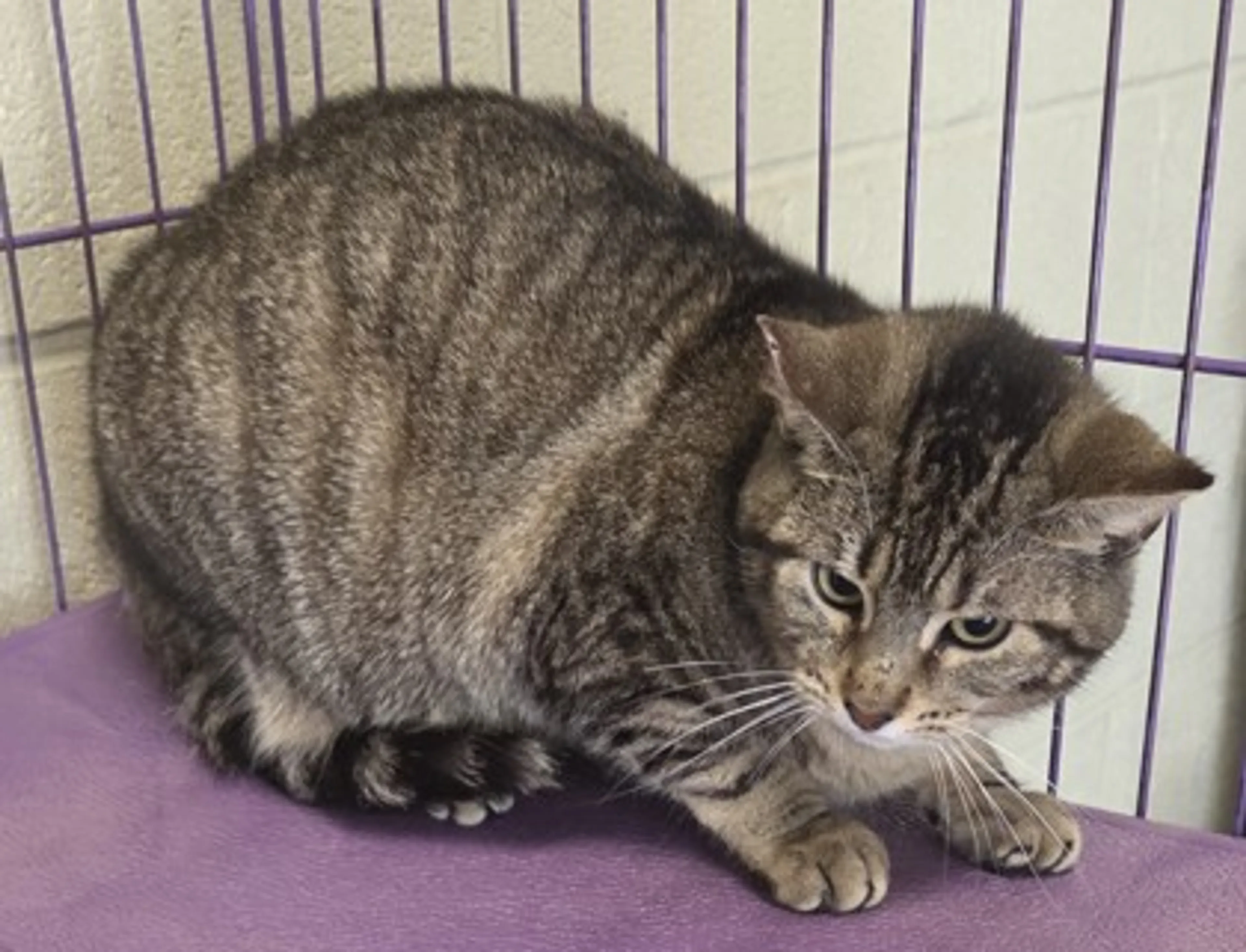 Found pet