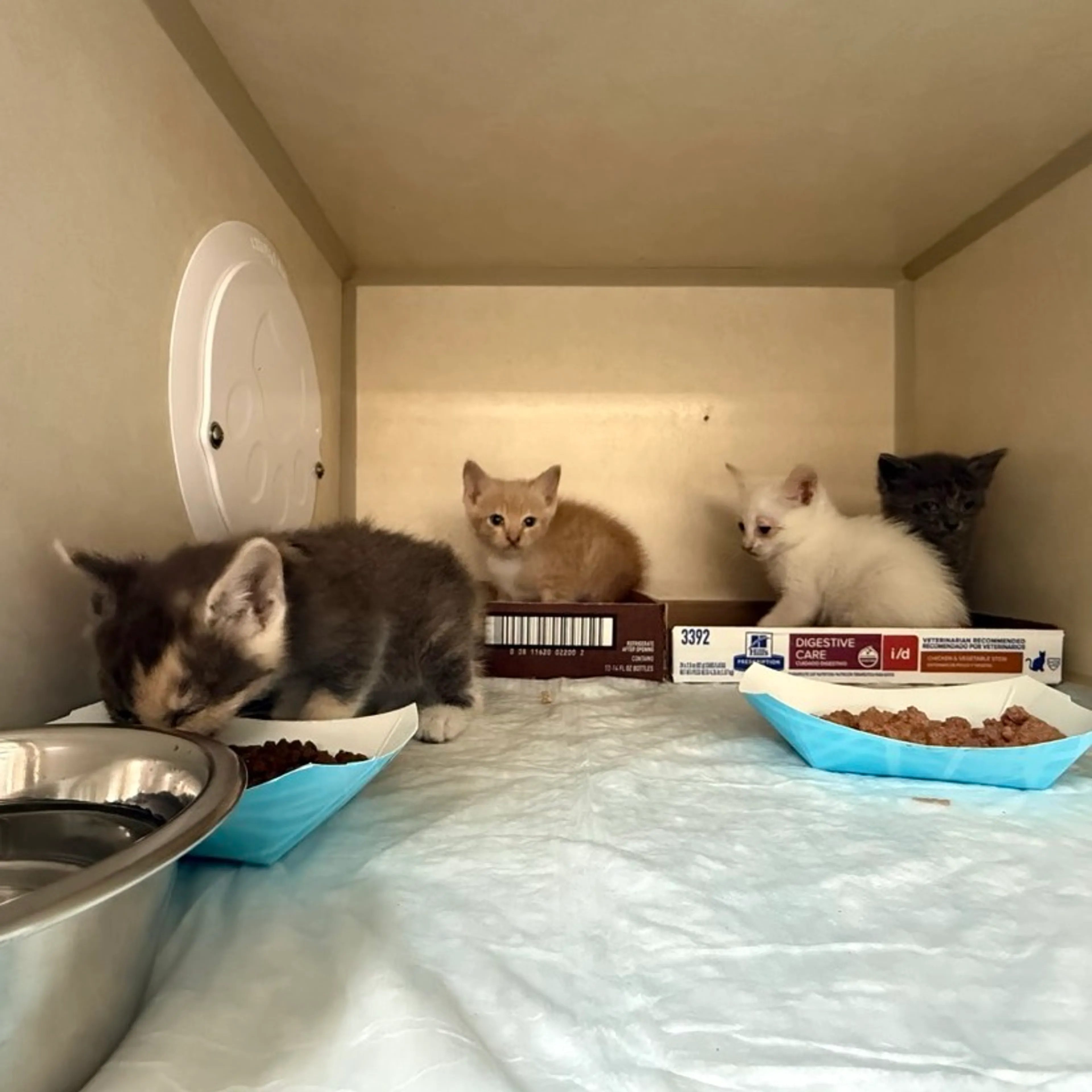 Found pet-1