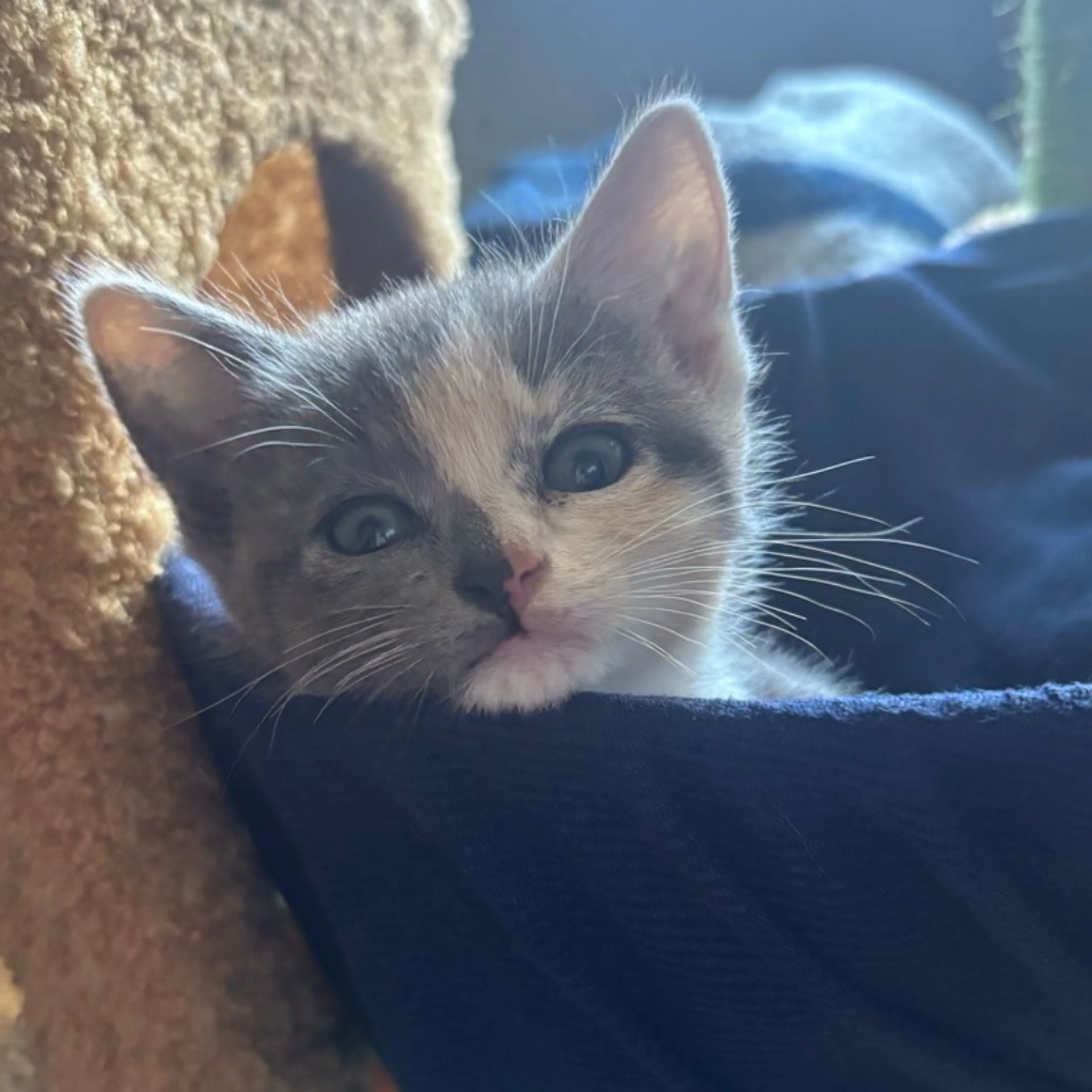 Found pet-0