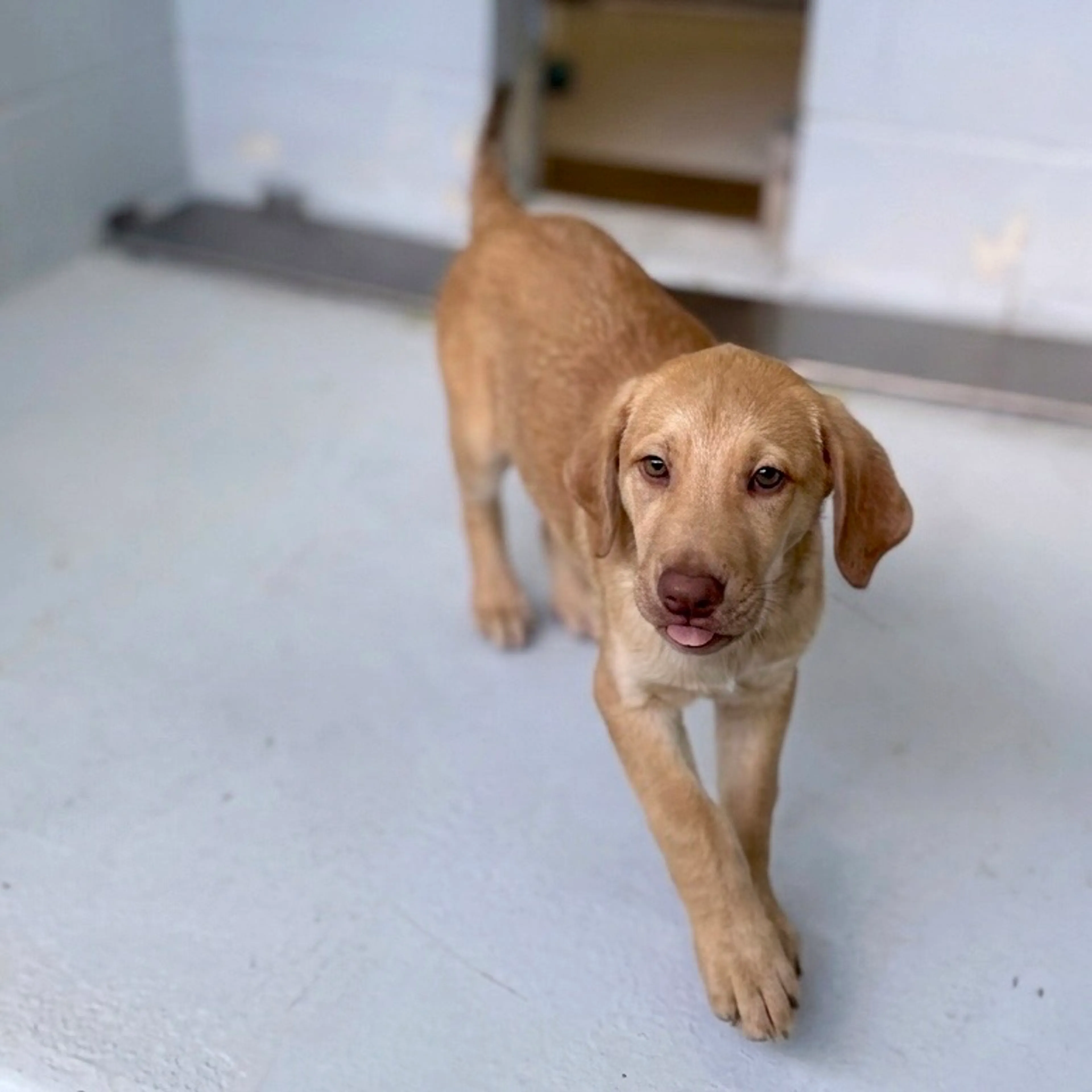 Found pet-1