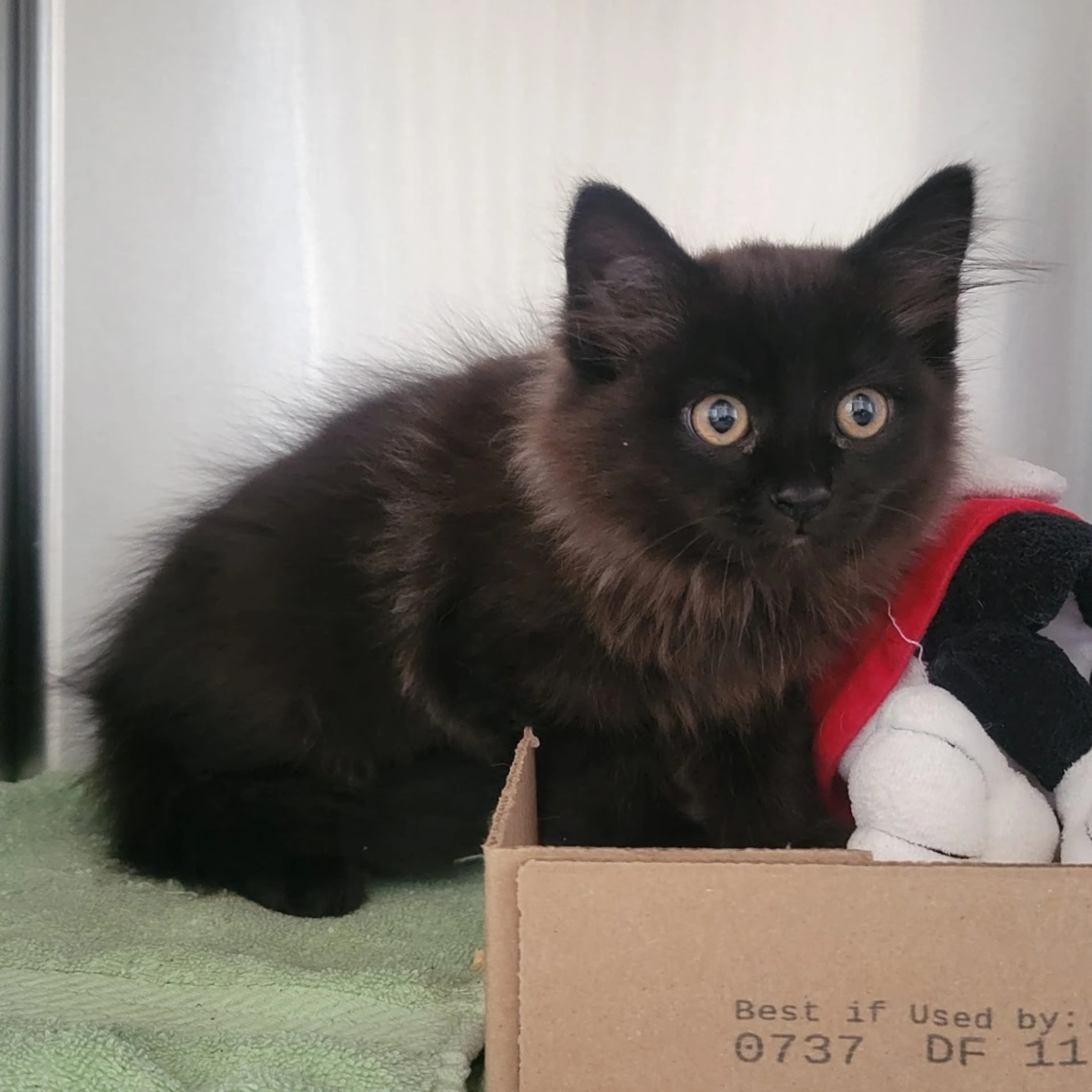 Found pet-1