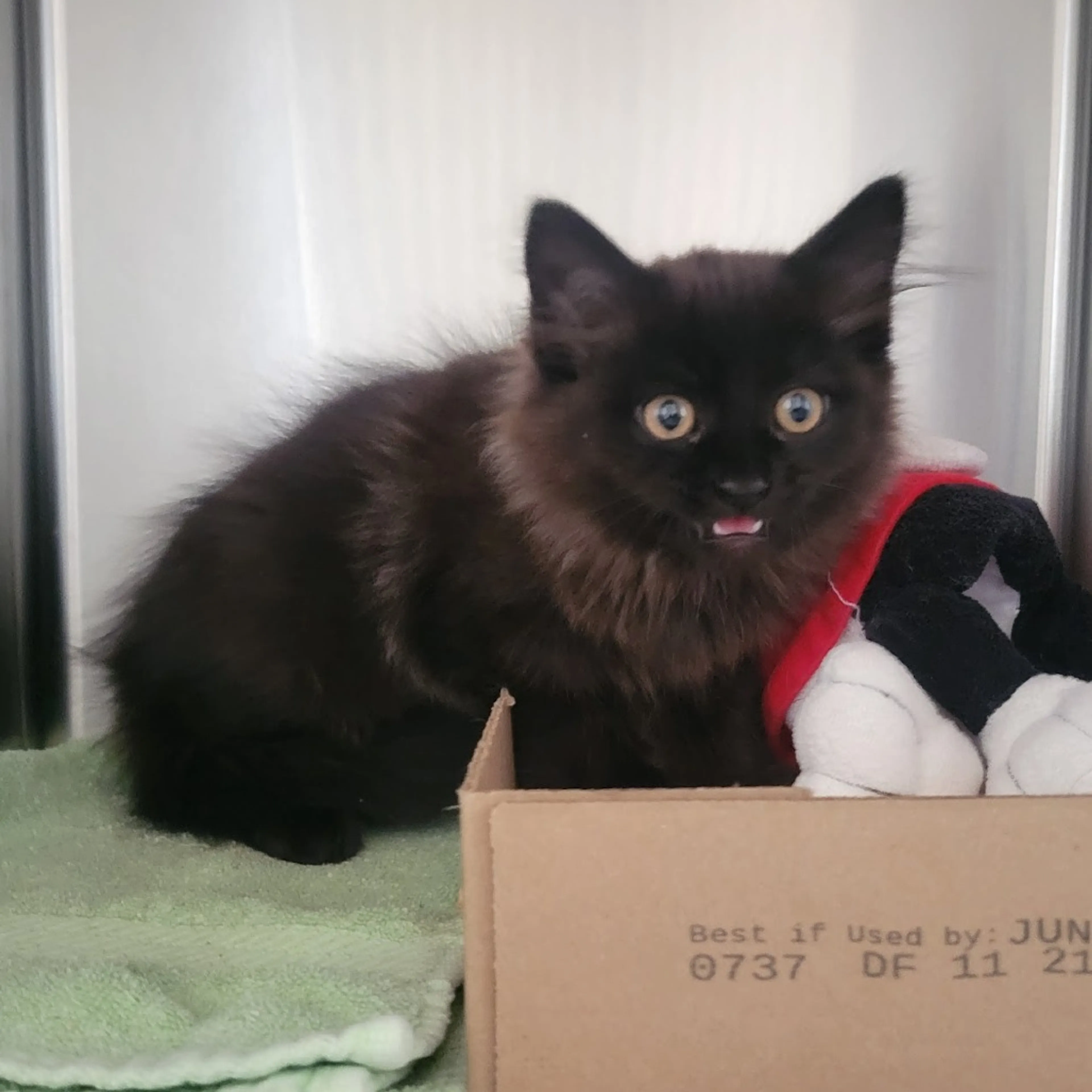 Found pet-0