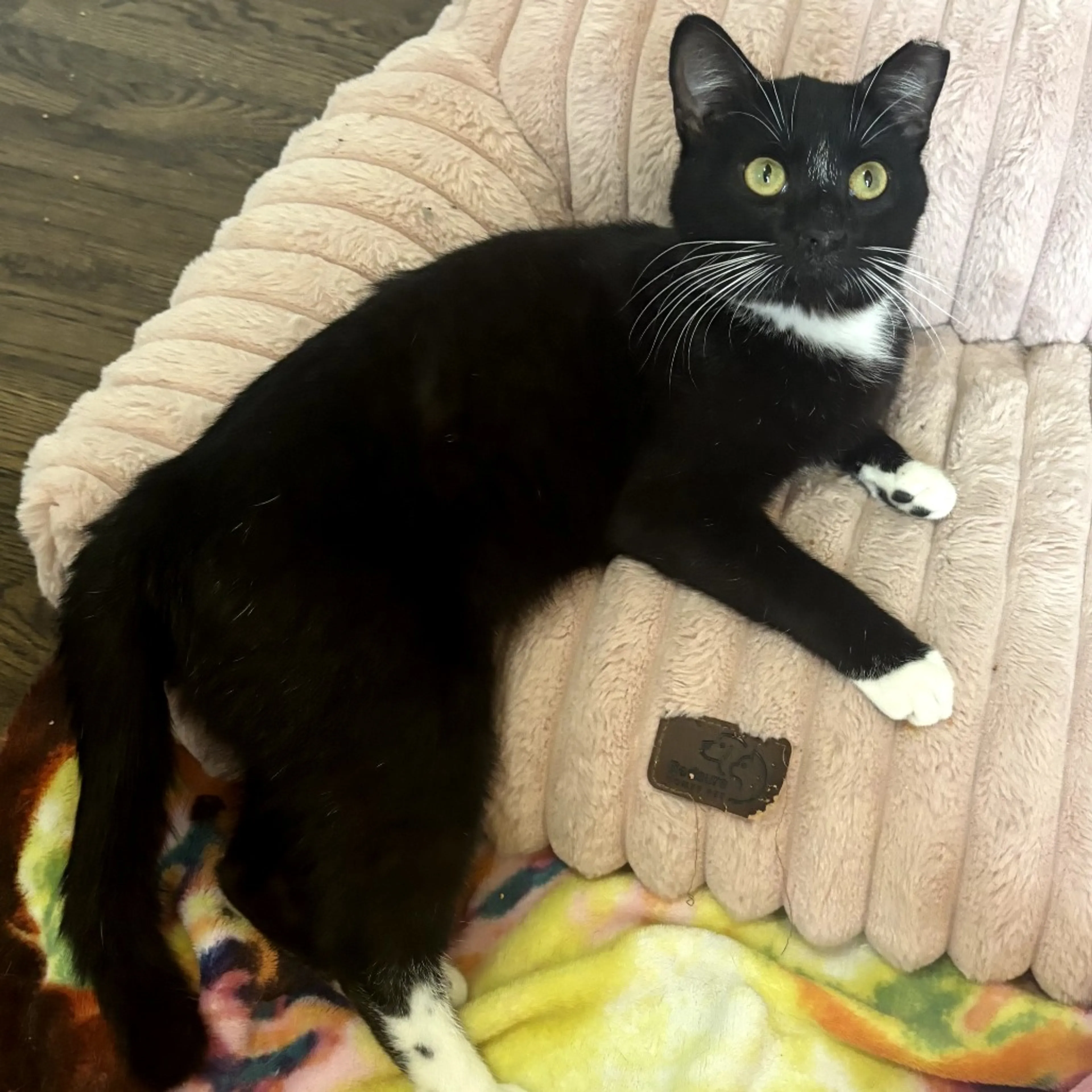 Found pet-2