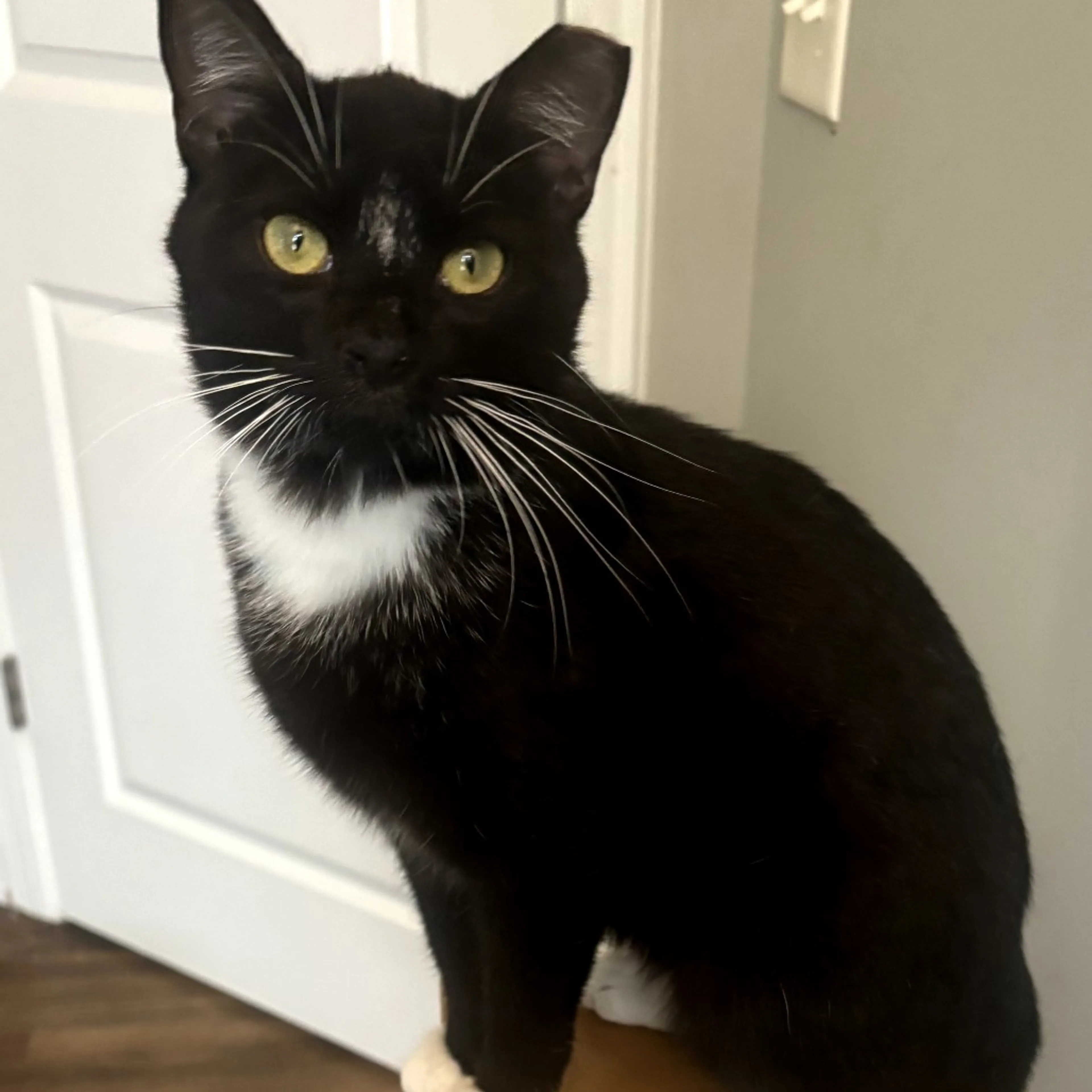Found pet-1