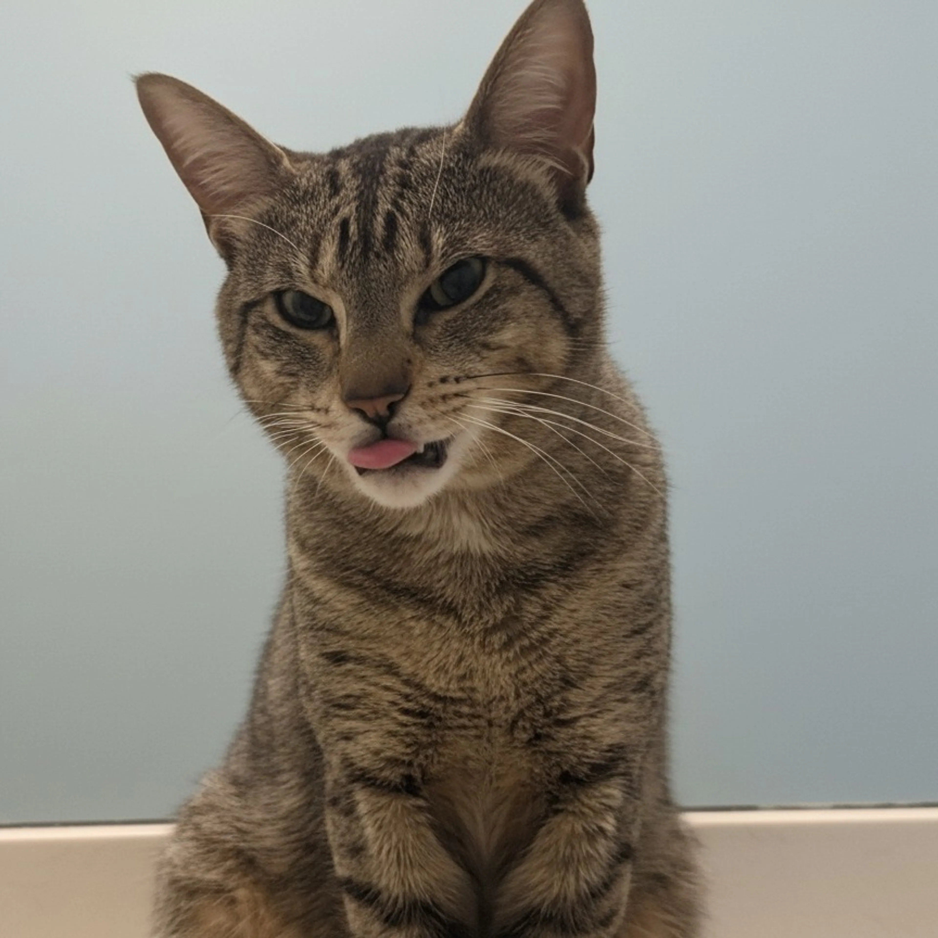 Found pet-2