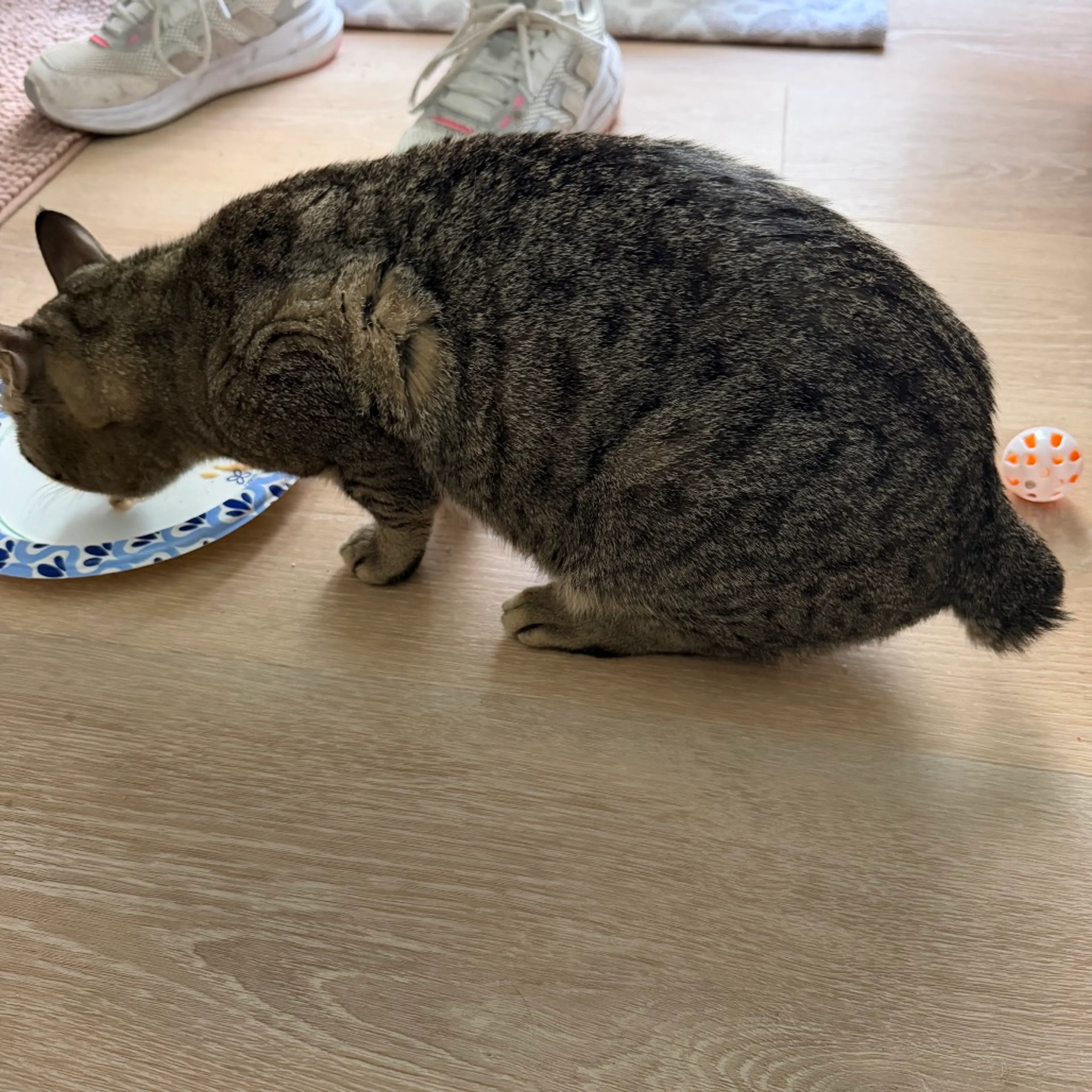 Found pet-1
