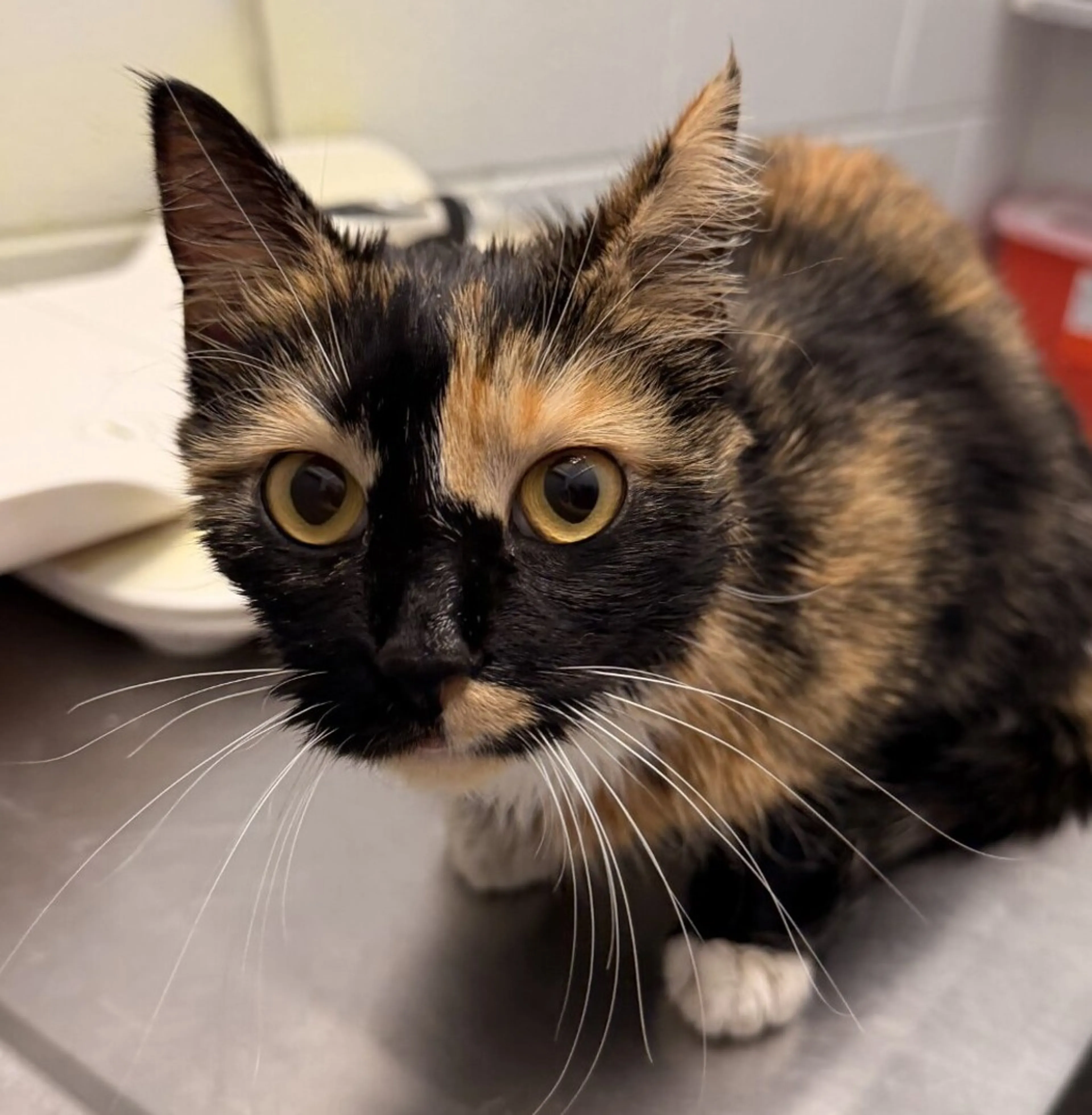 Found pet
