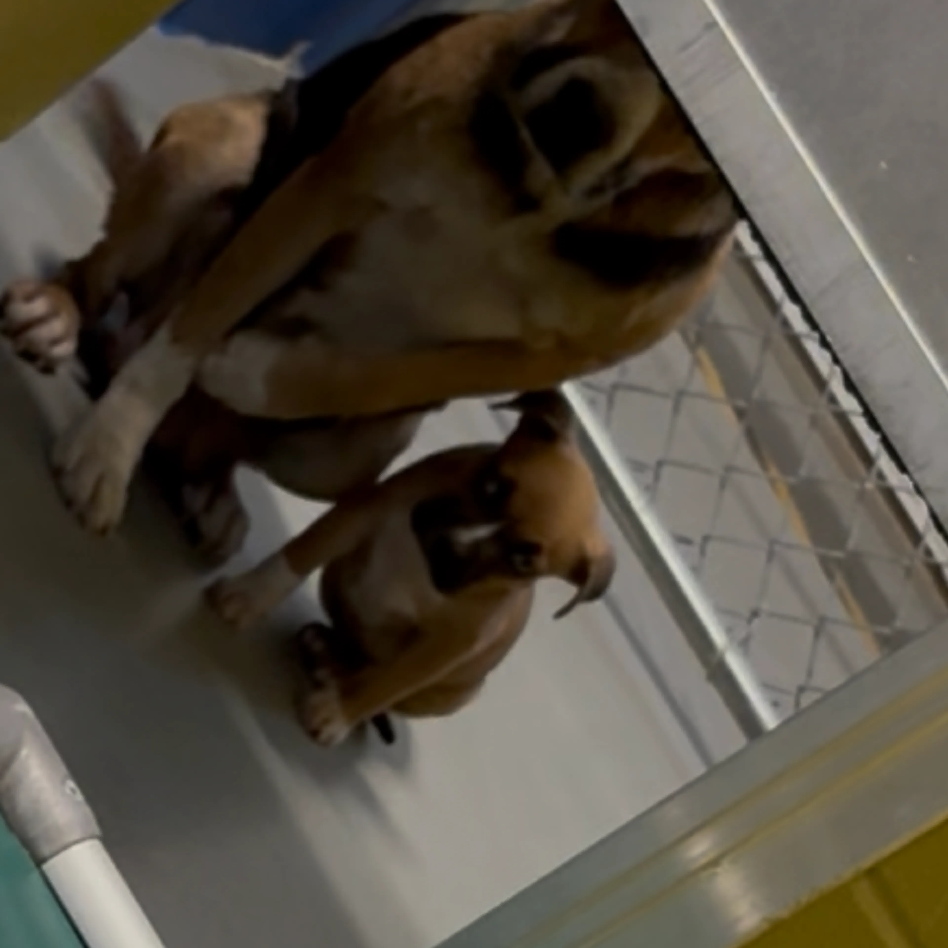 Found pet-1