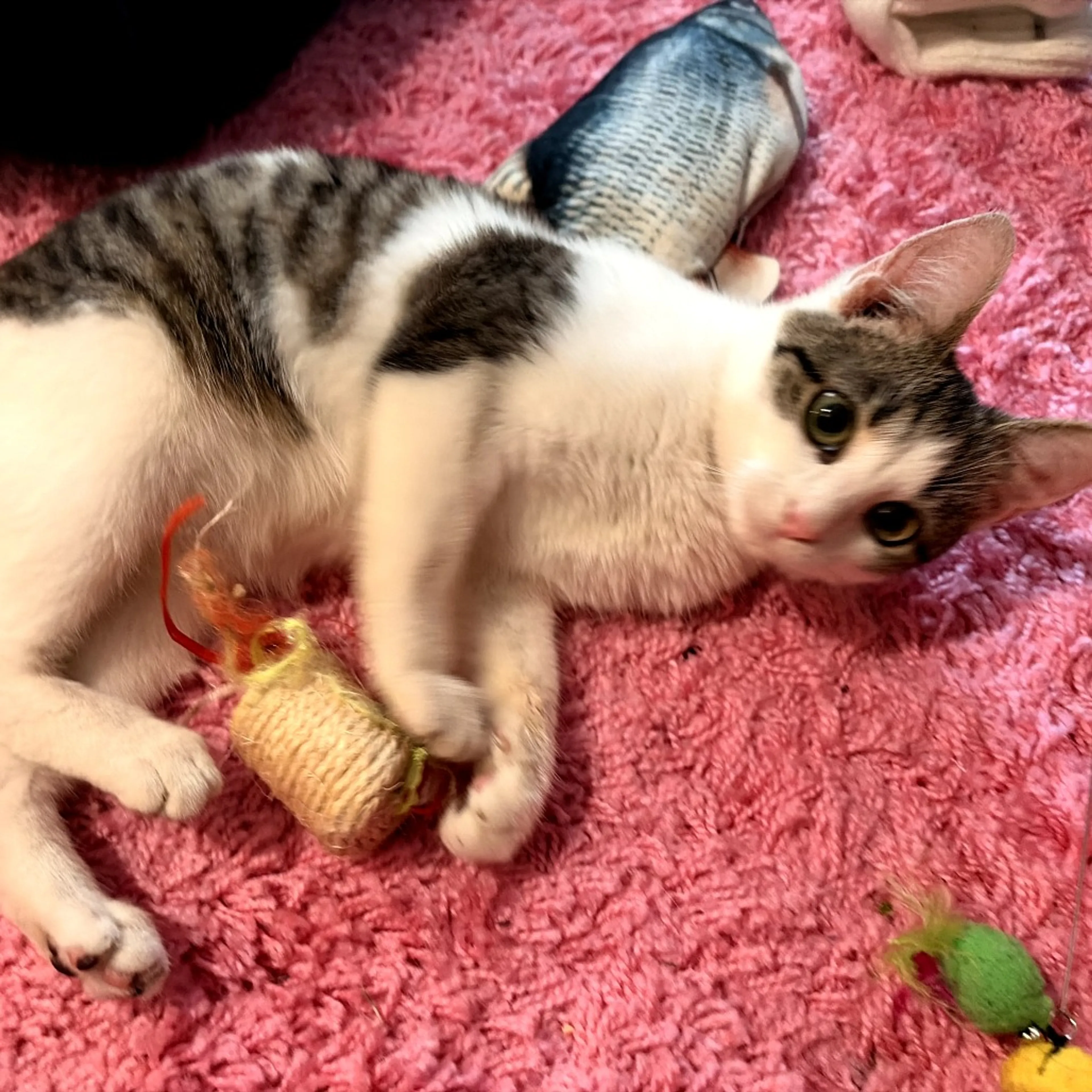 Found pet