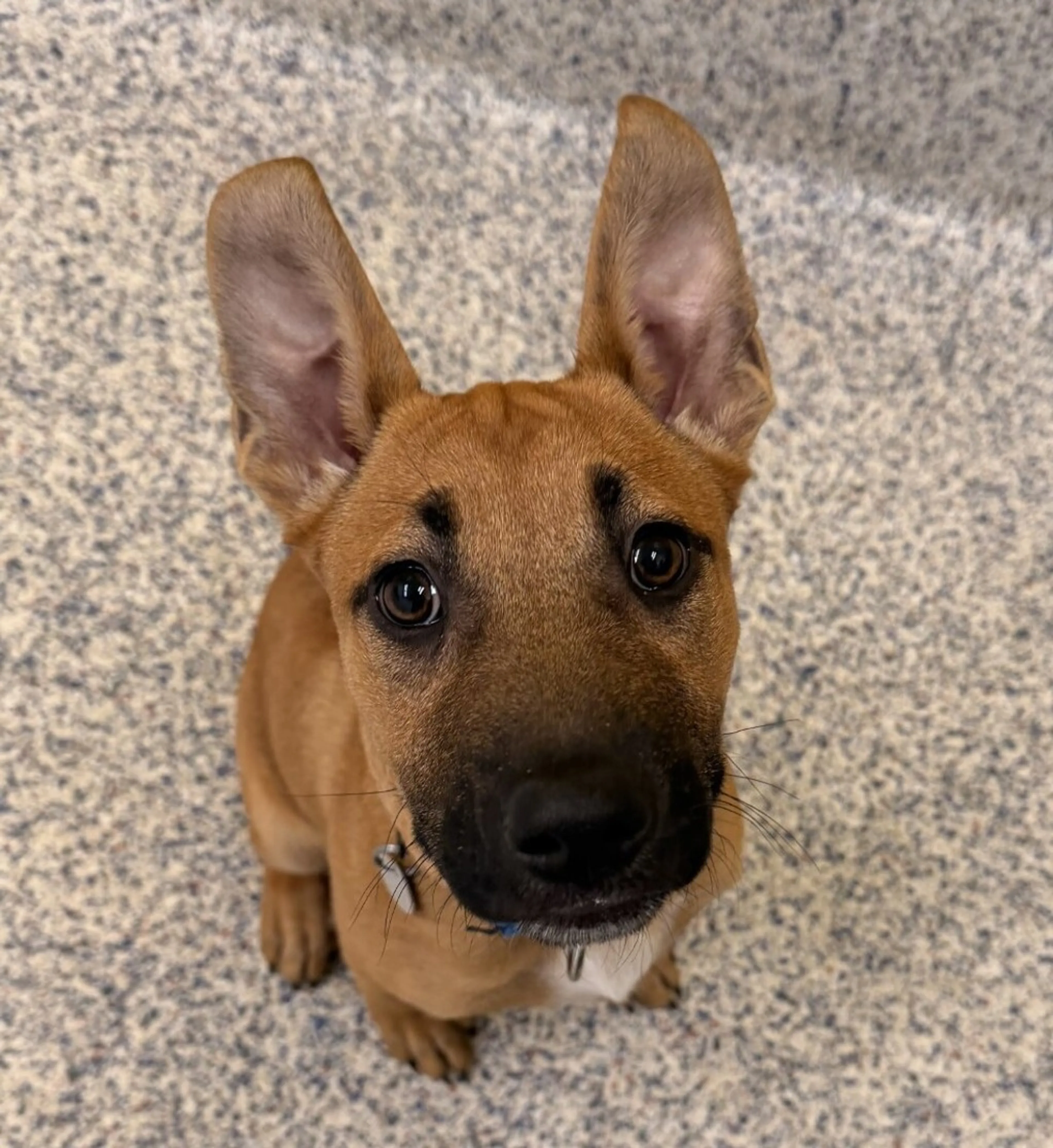 Found pet