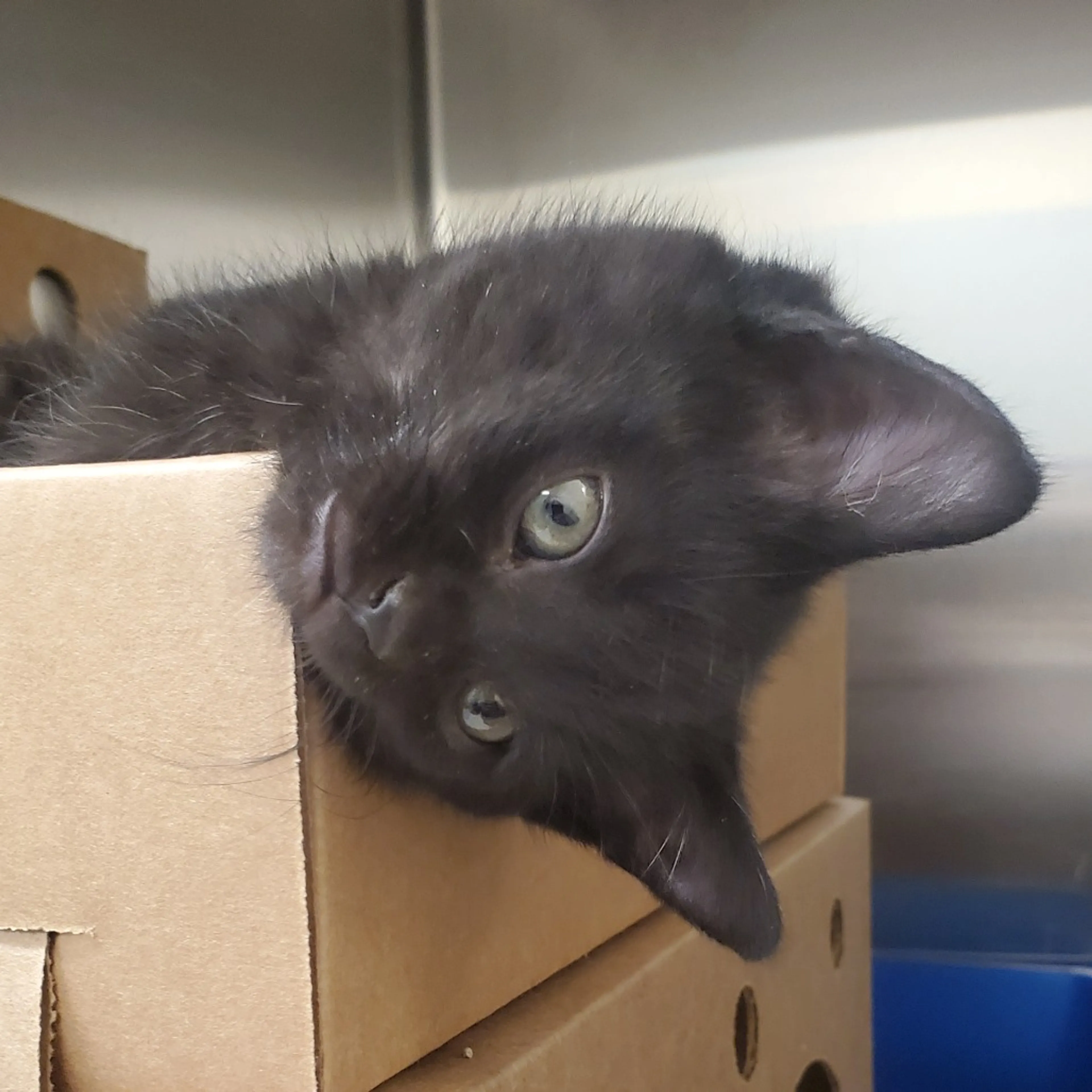 Found pet-2
