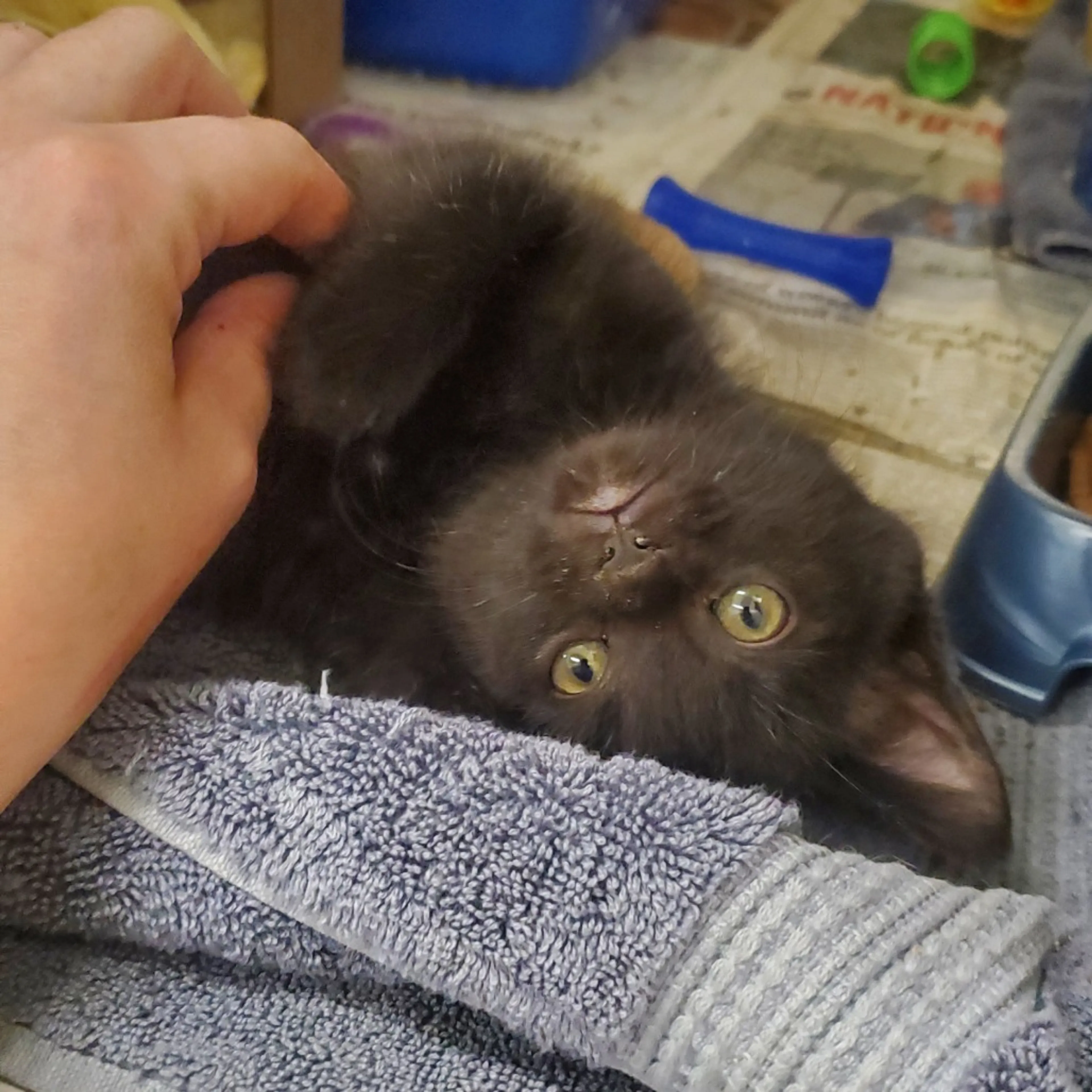 Found pet-0