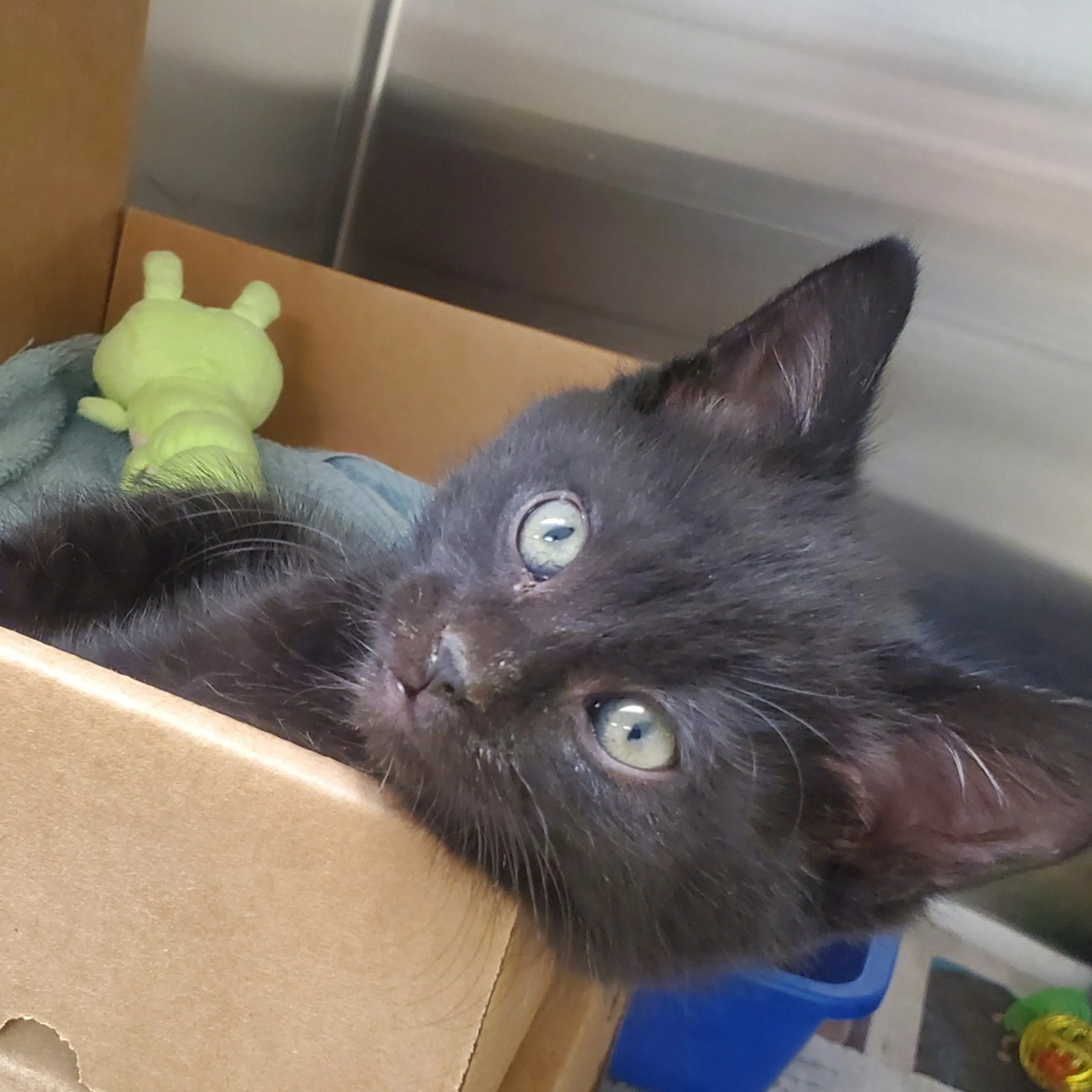 Found pet-1