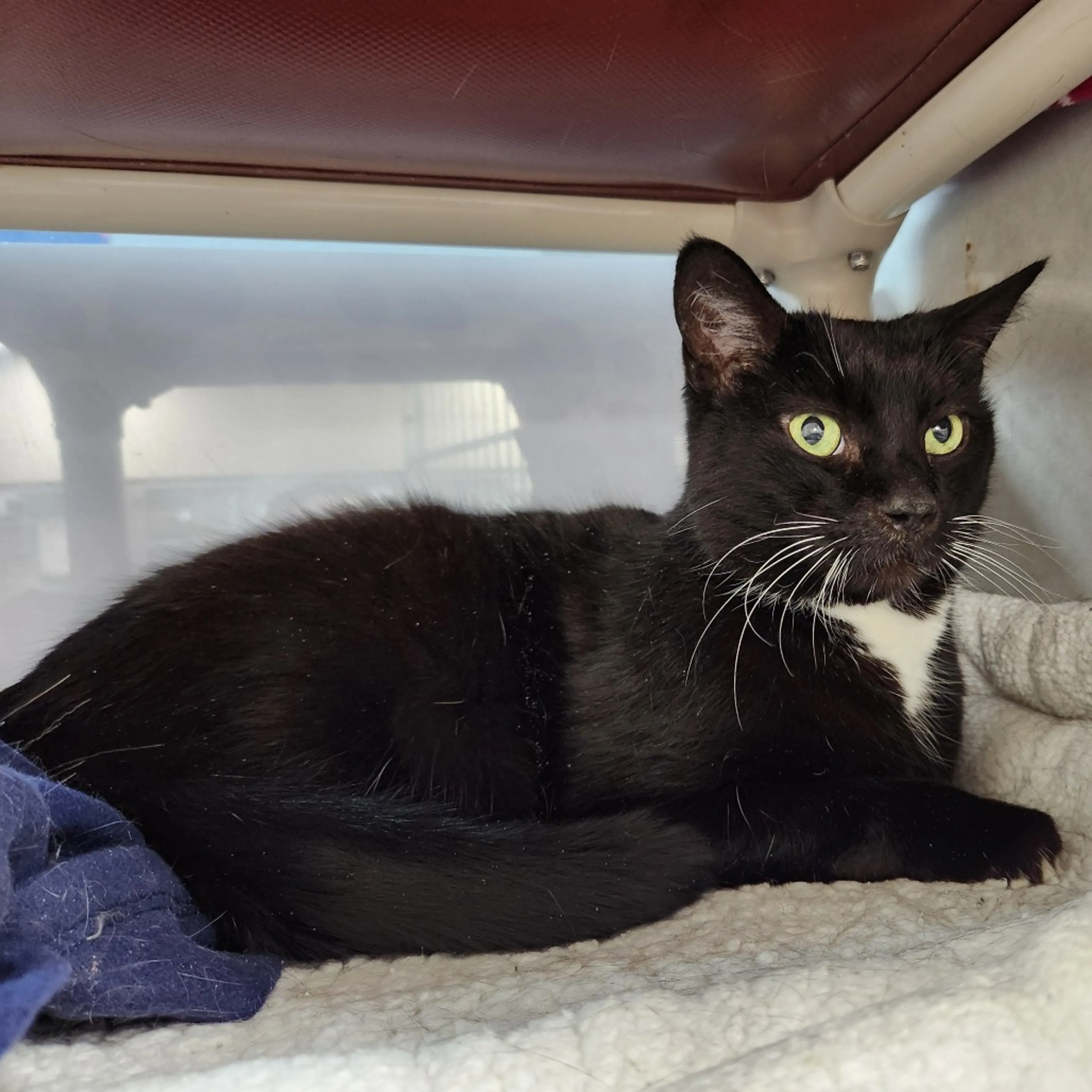 Found pet-6