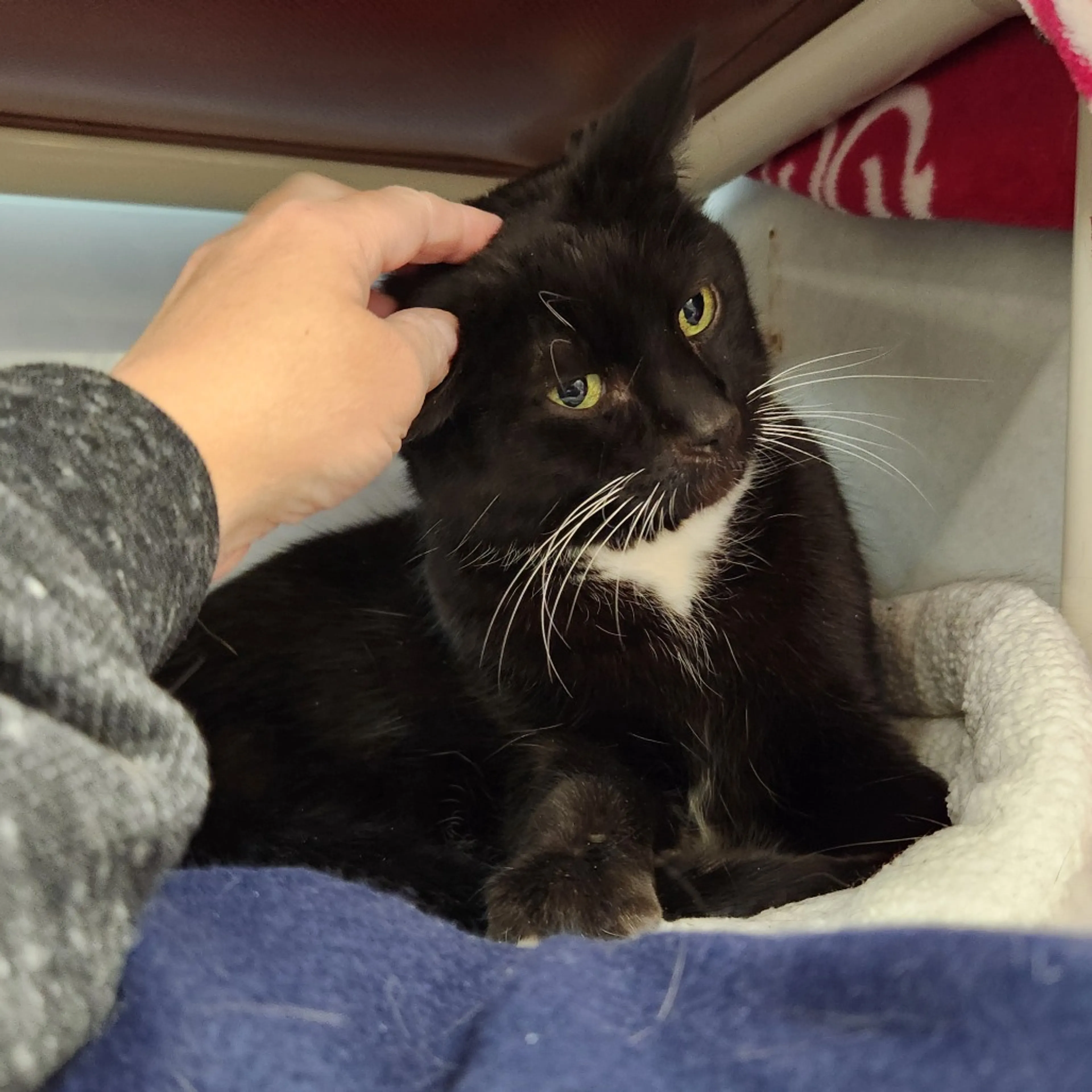 Found pet-3