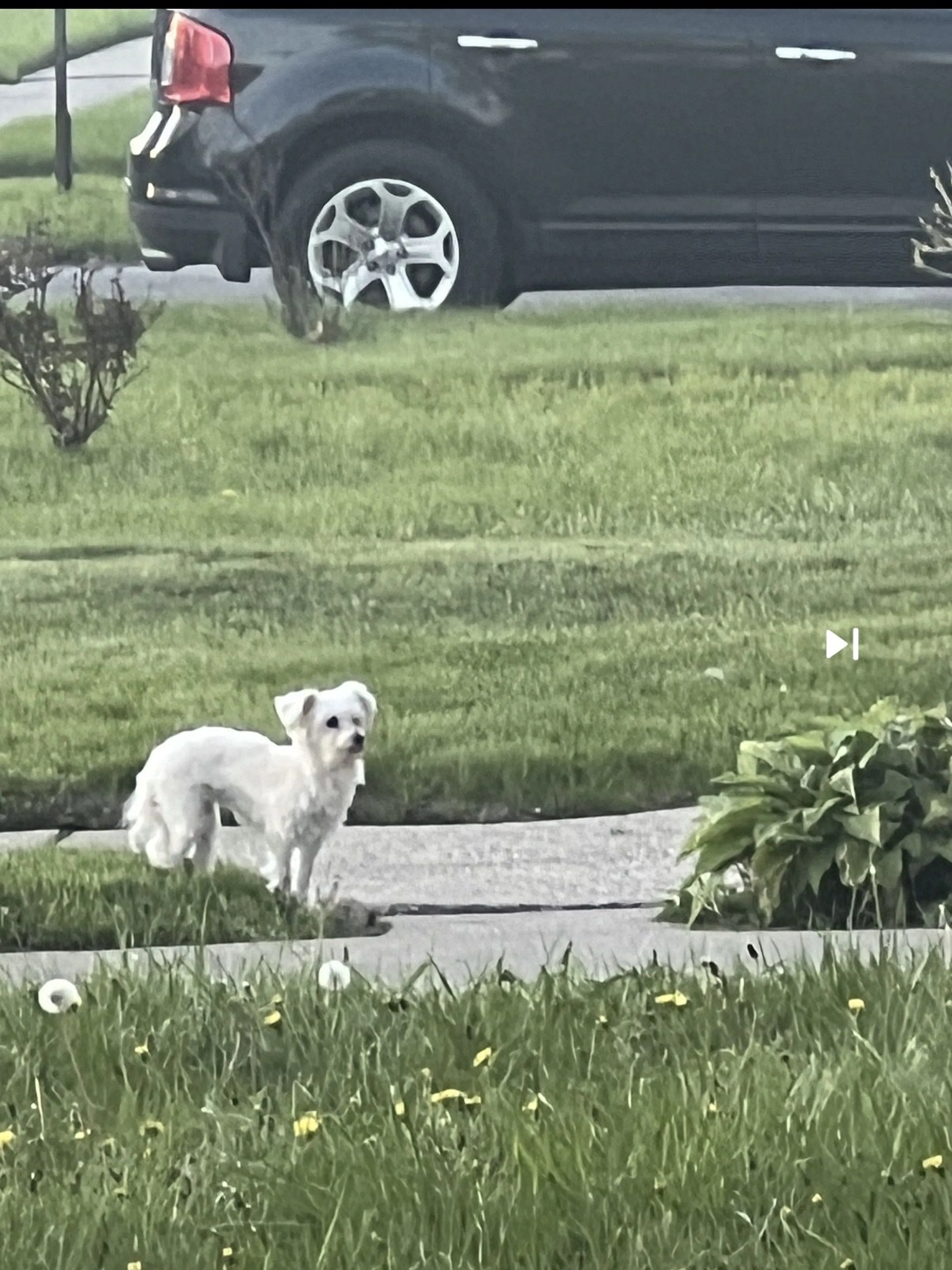 Lost pet-0