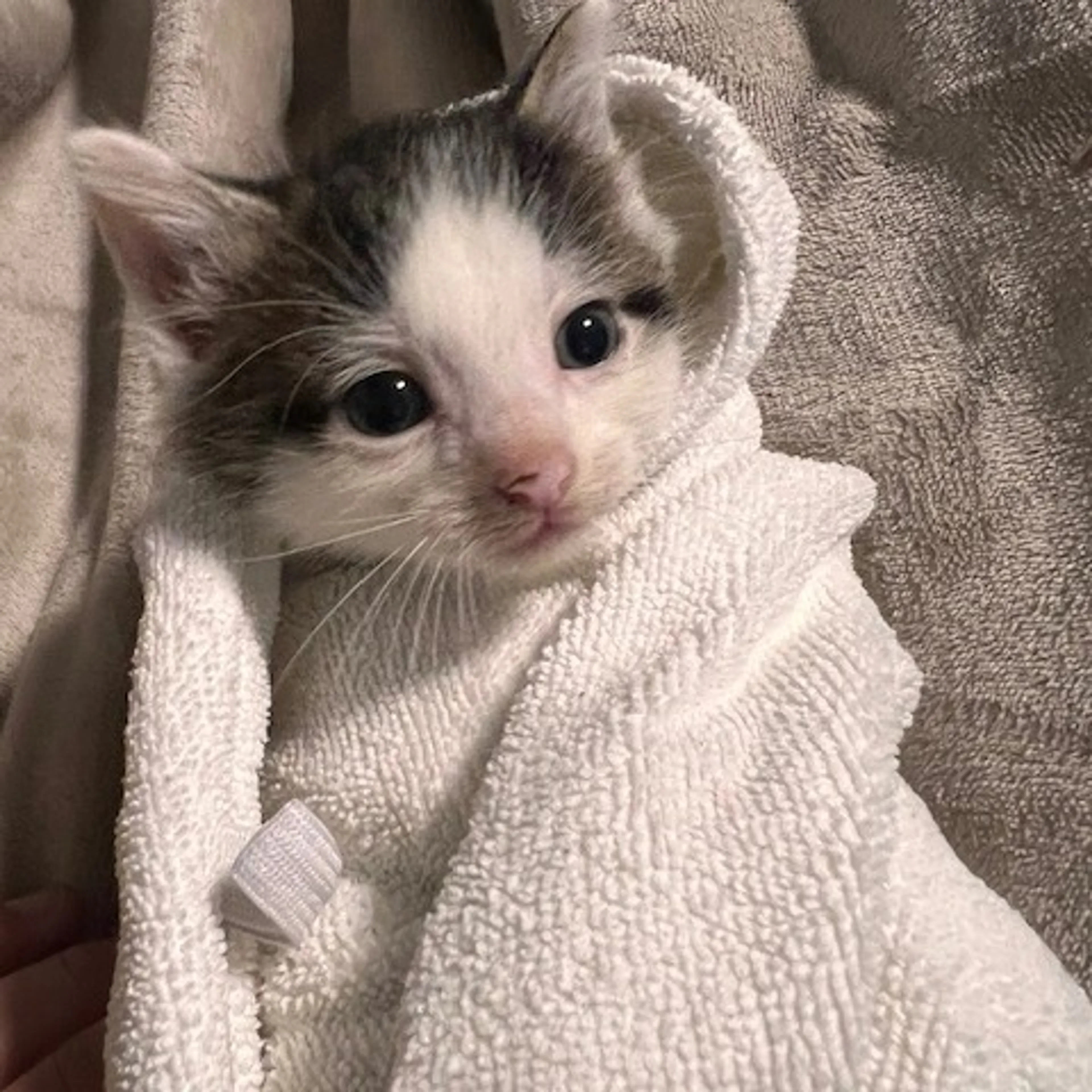 Found pet-1