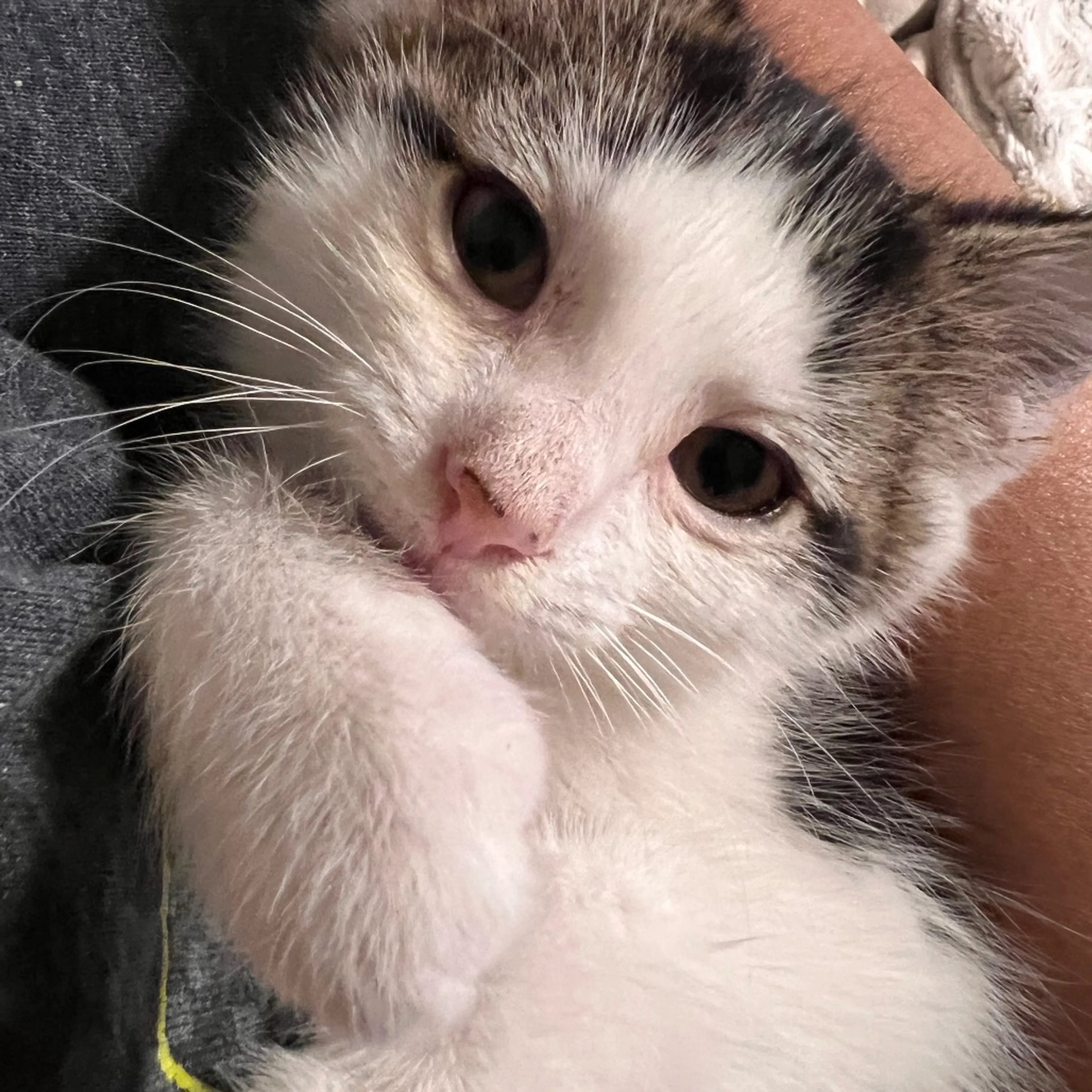 Found pet-0
