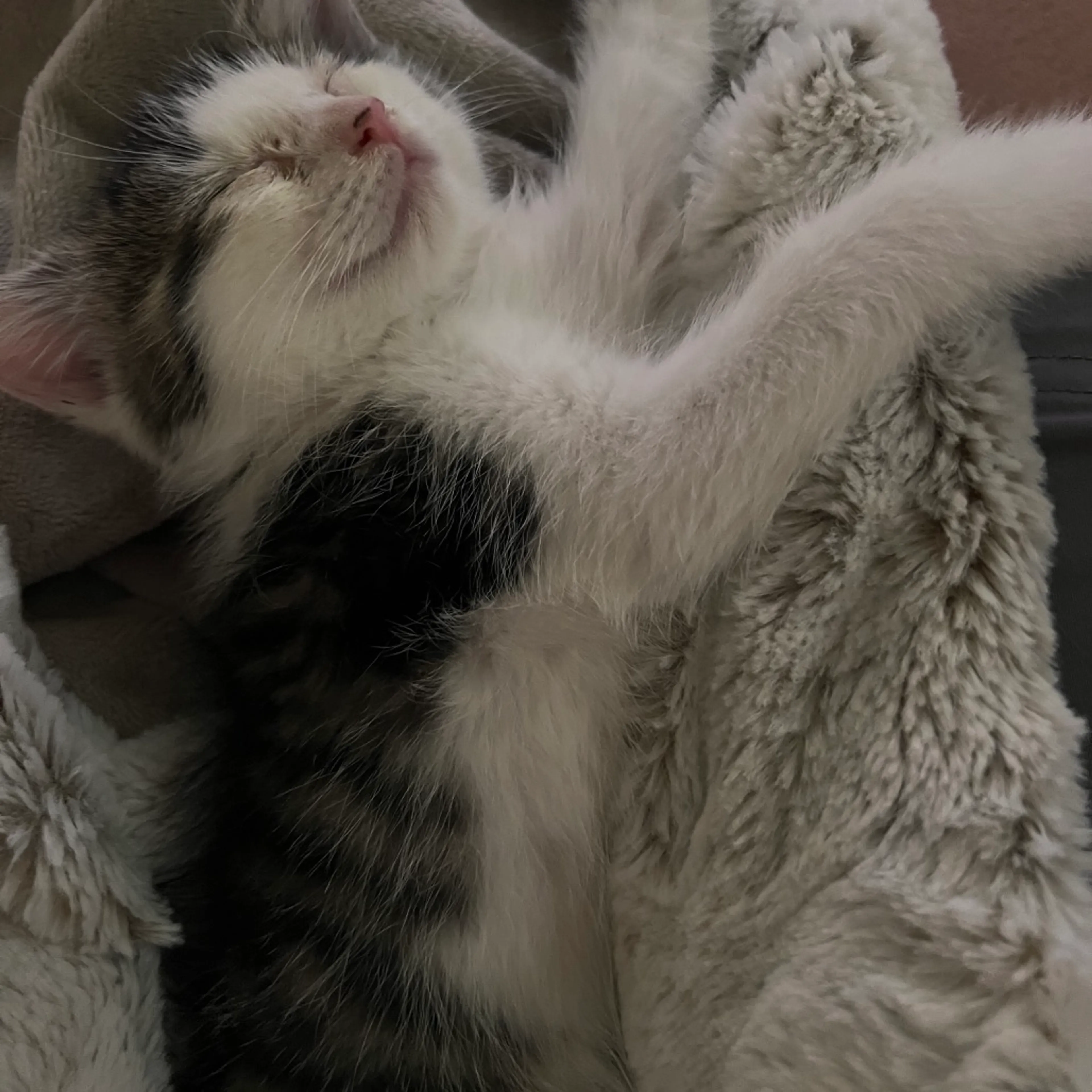 Found pet-2