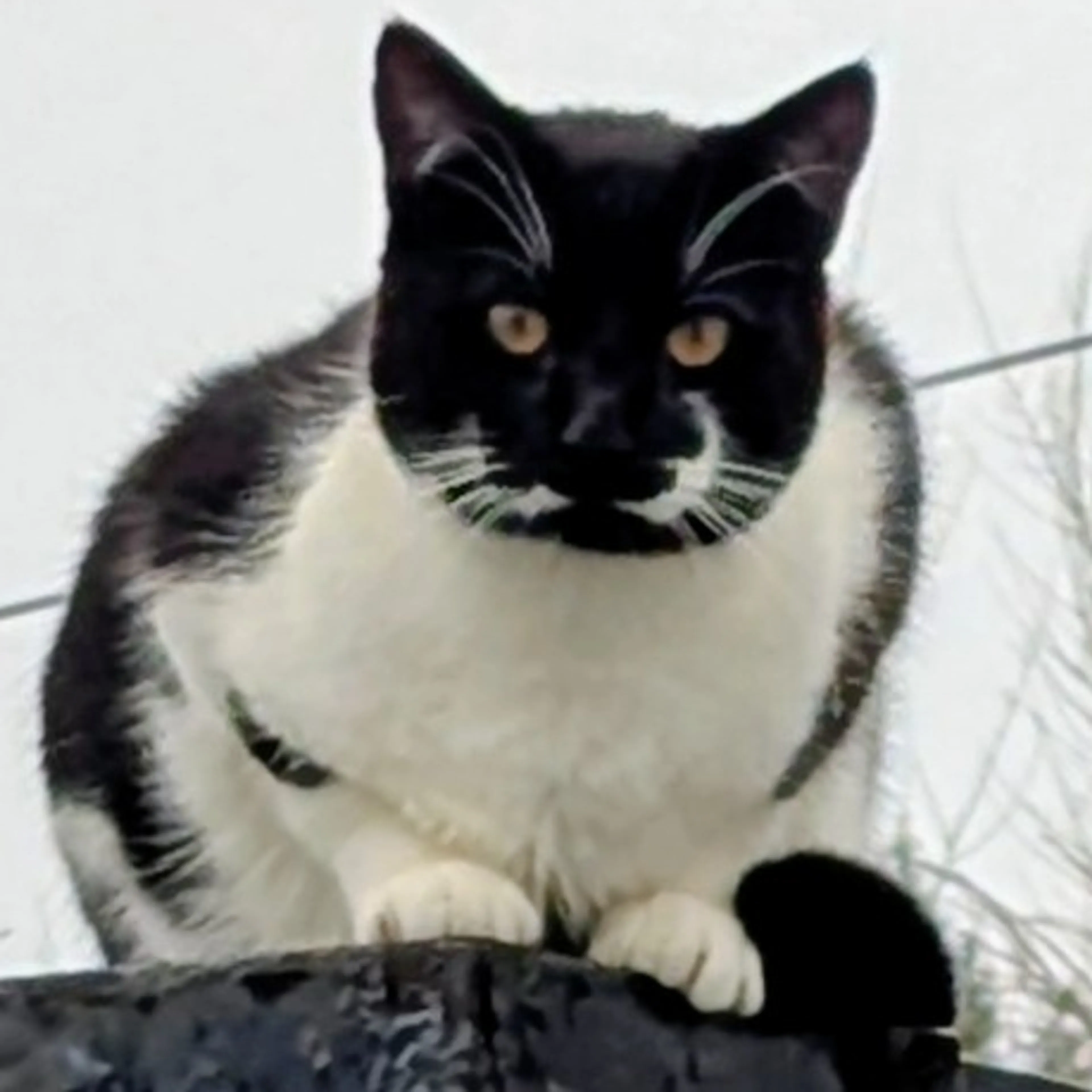 Lost pet