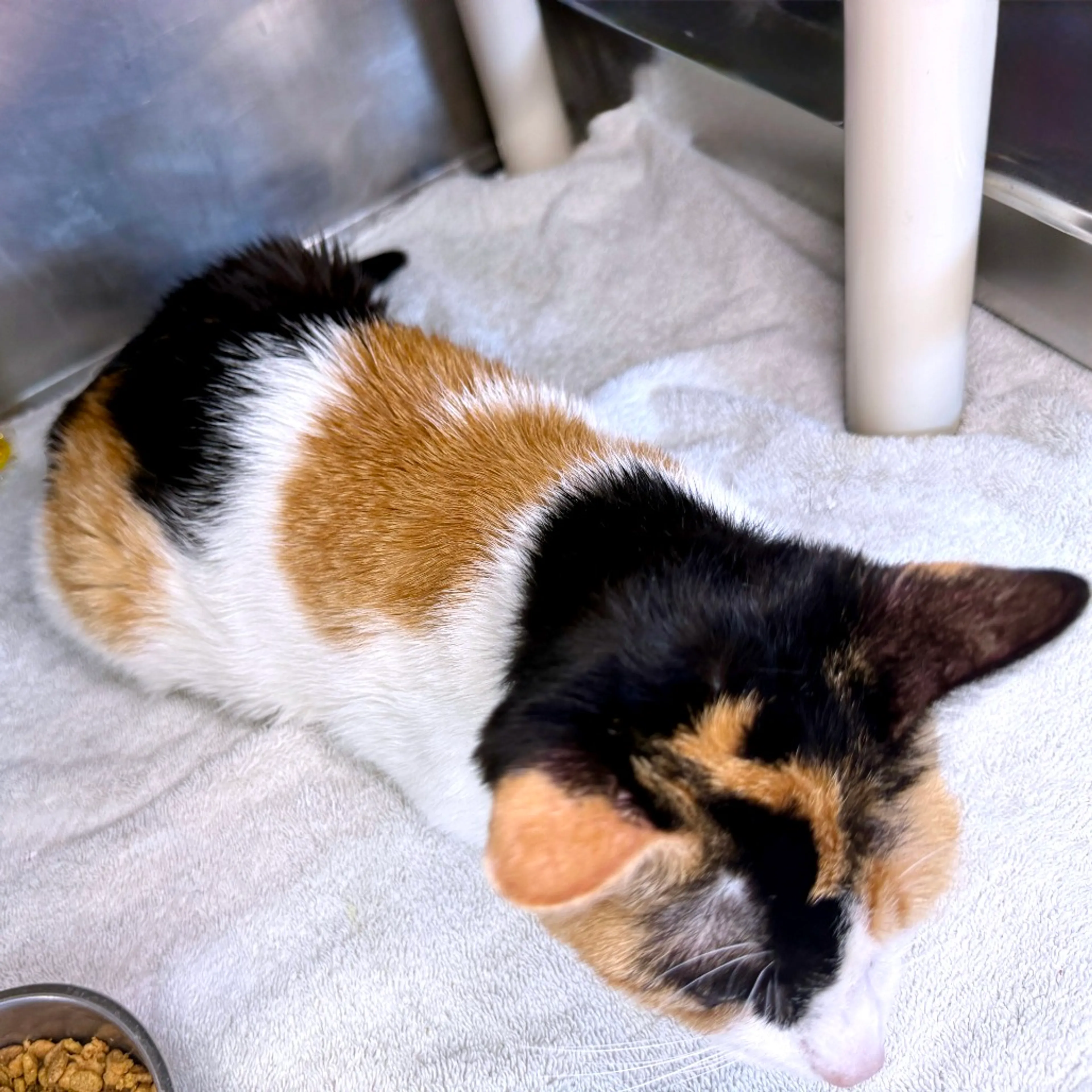 Found pet-10