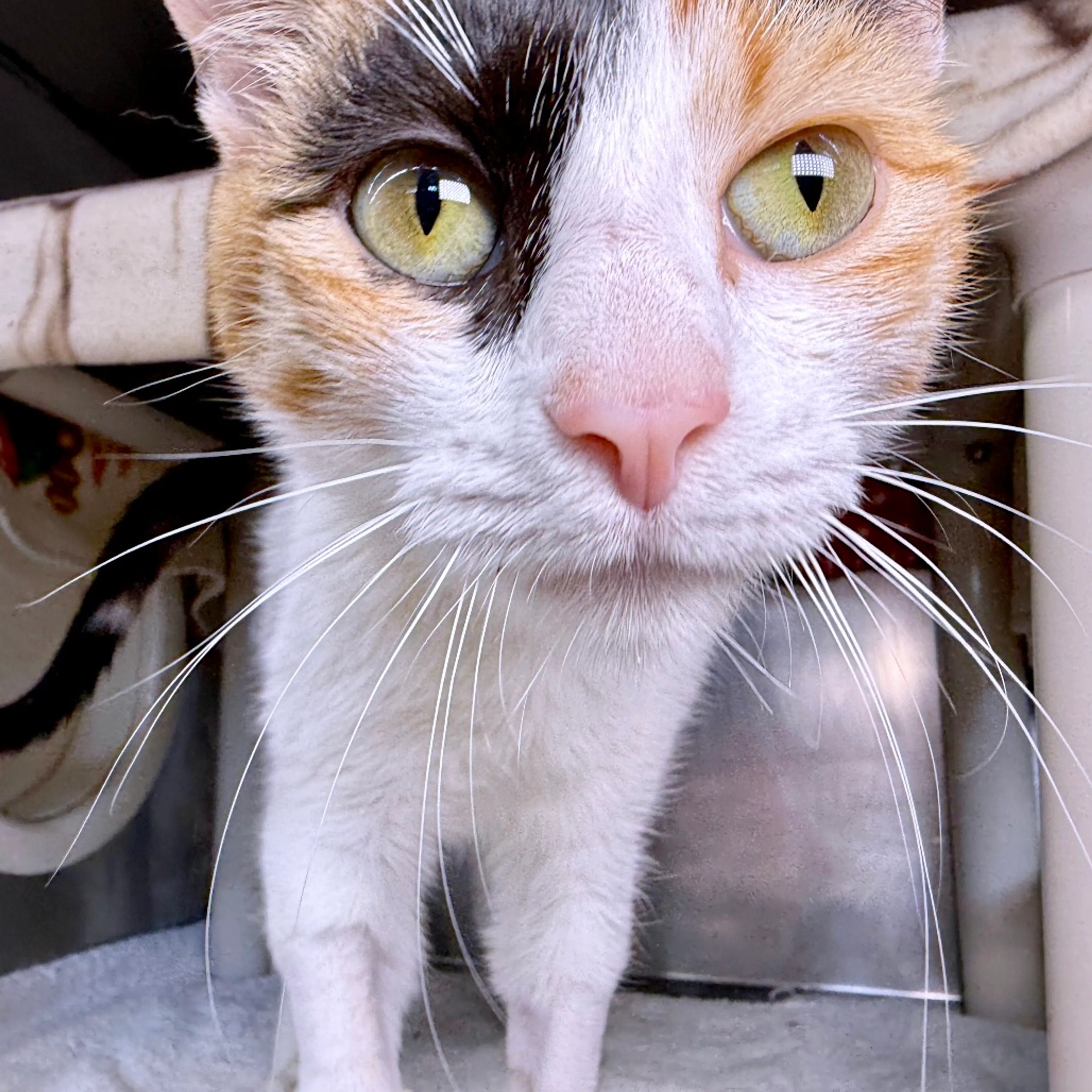 Found pet-7