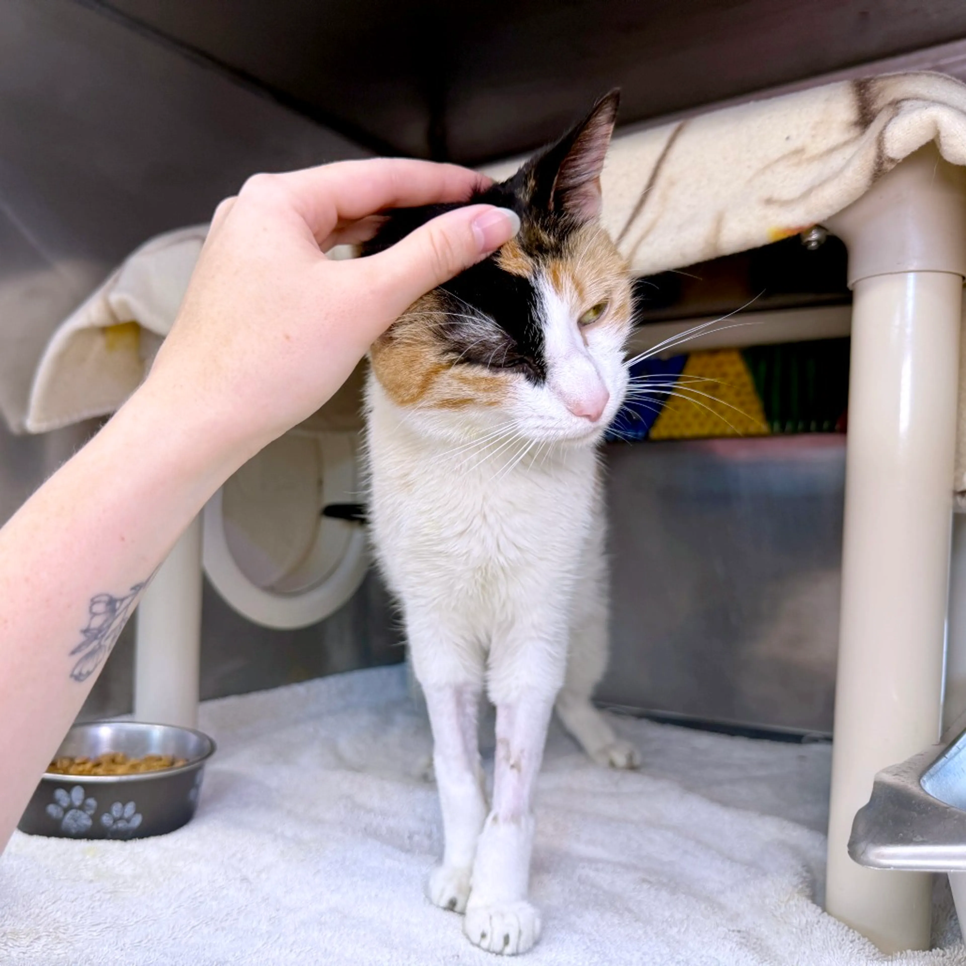 Found pet-8
