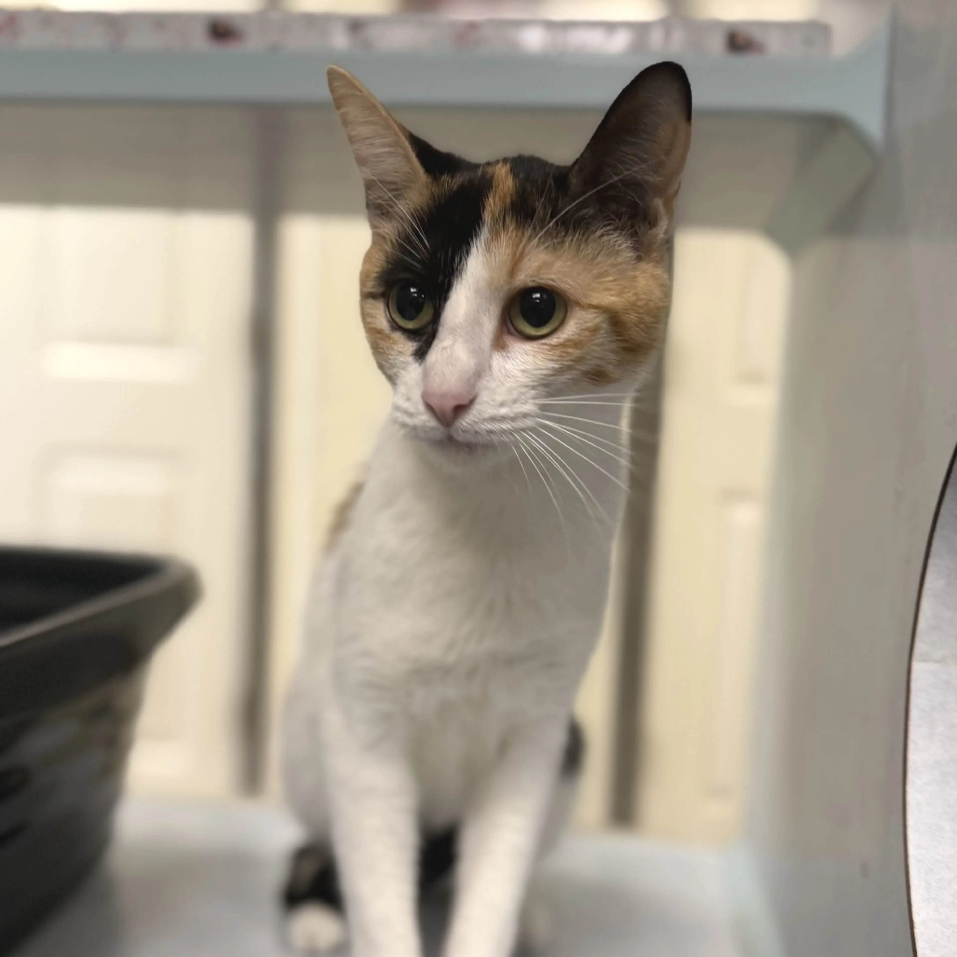 Found pet-1