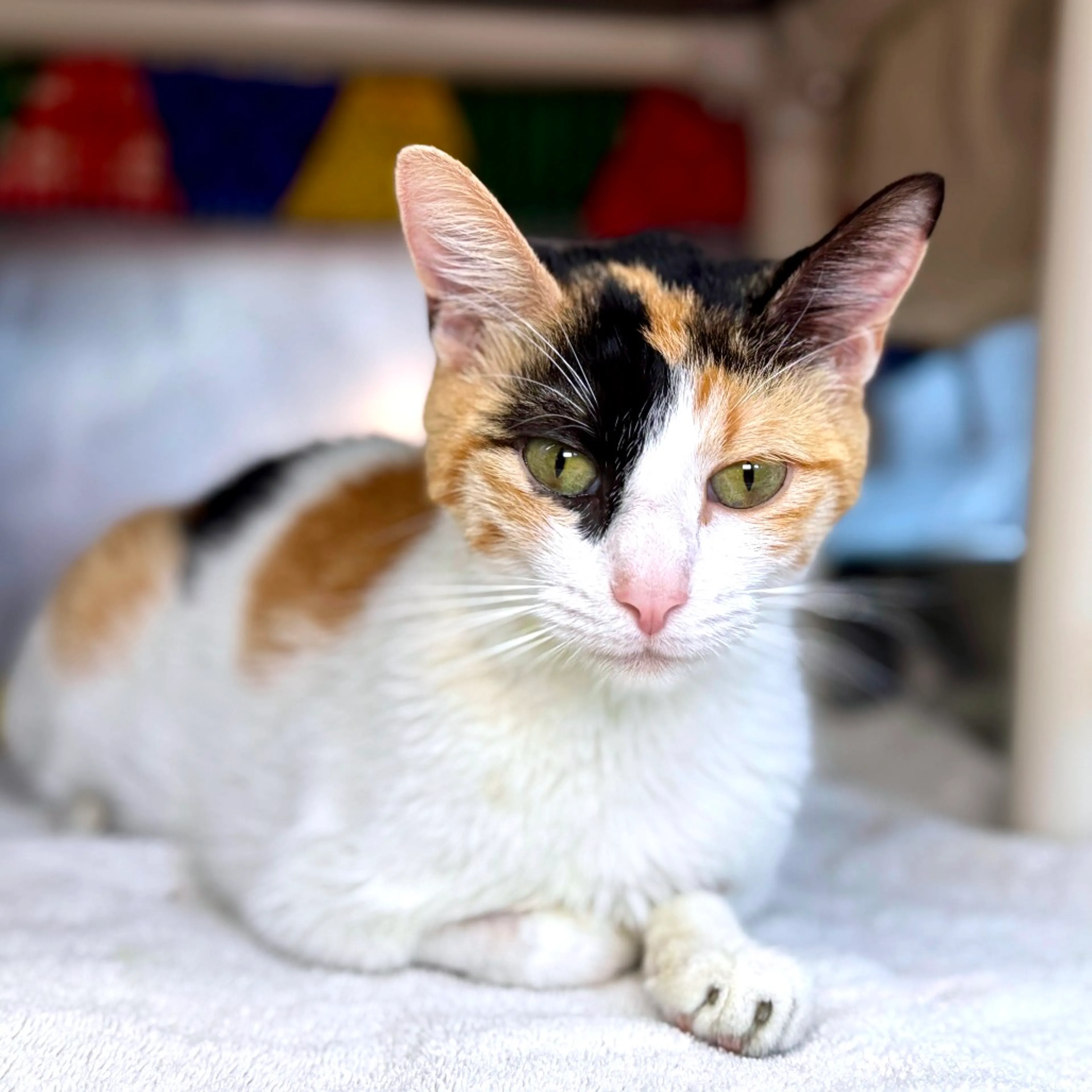 Found pet-6