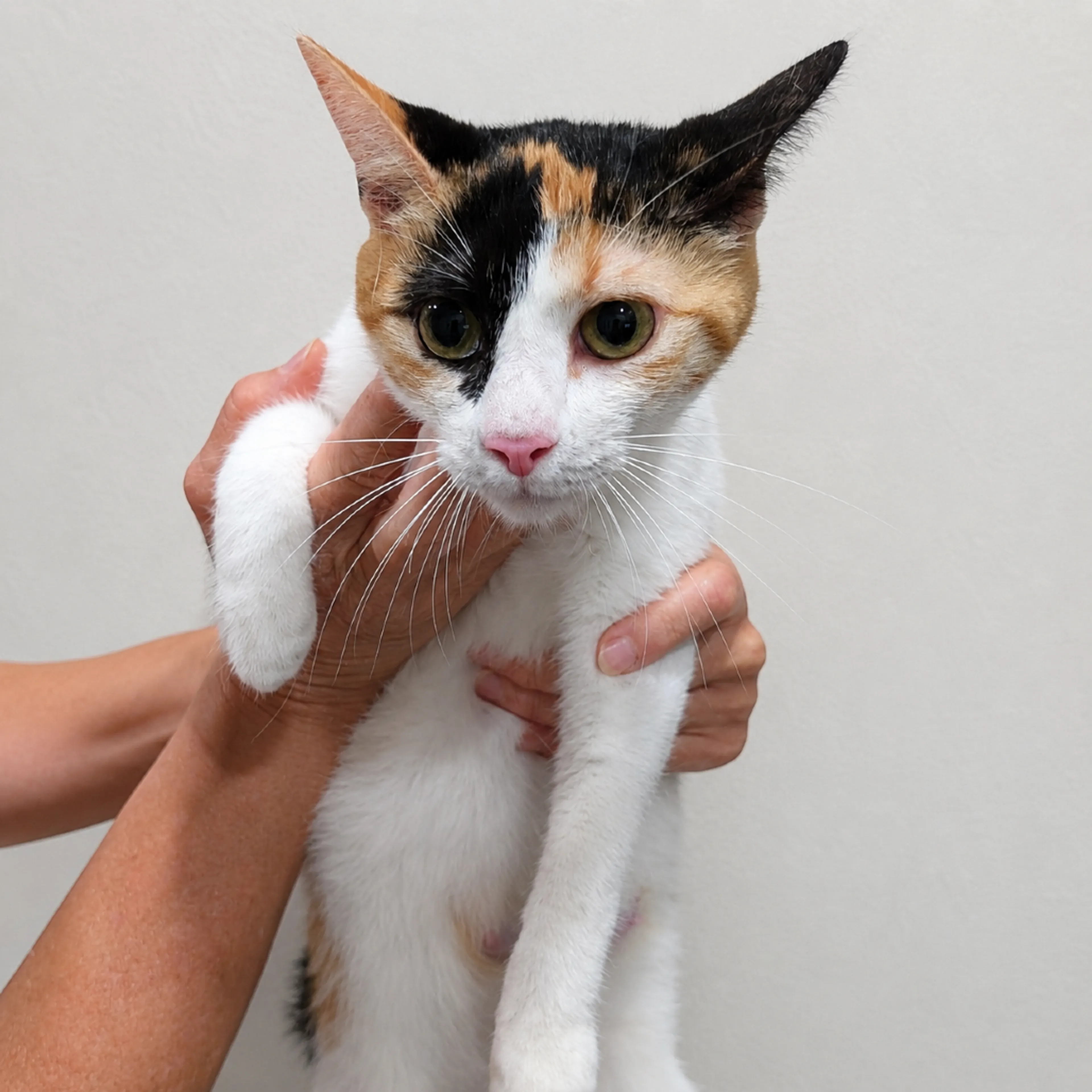 Found pet-2