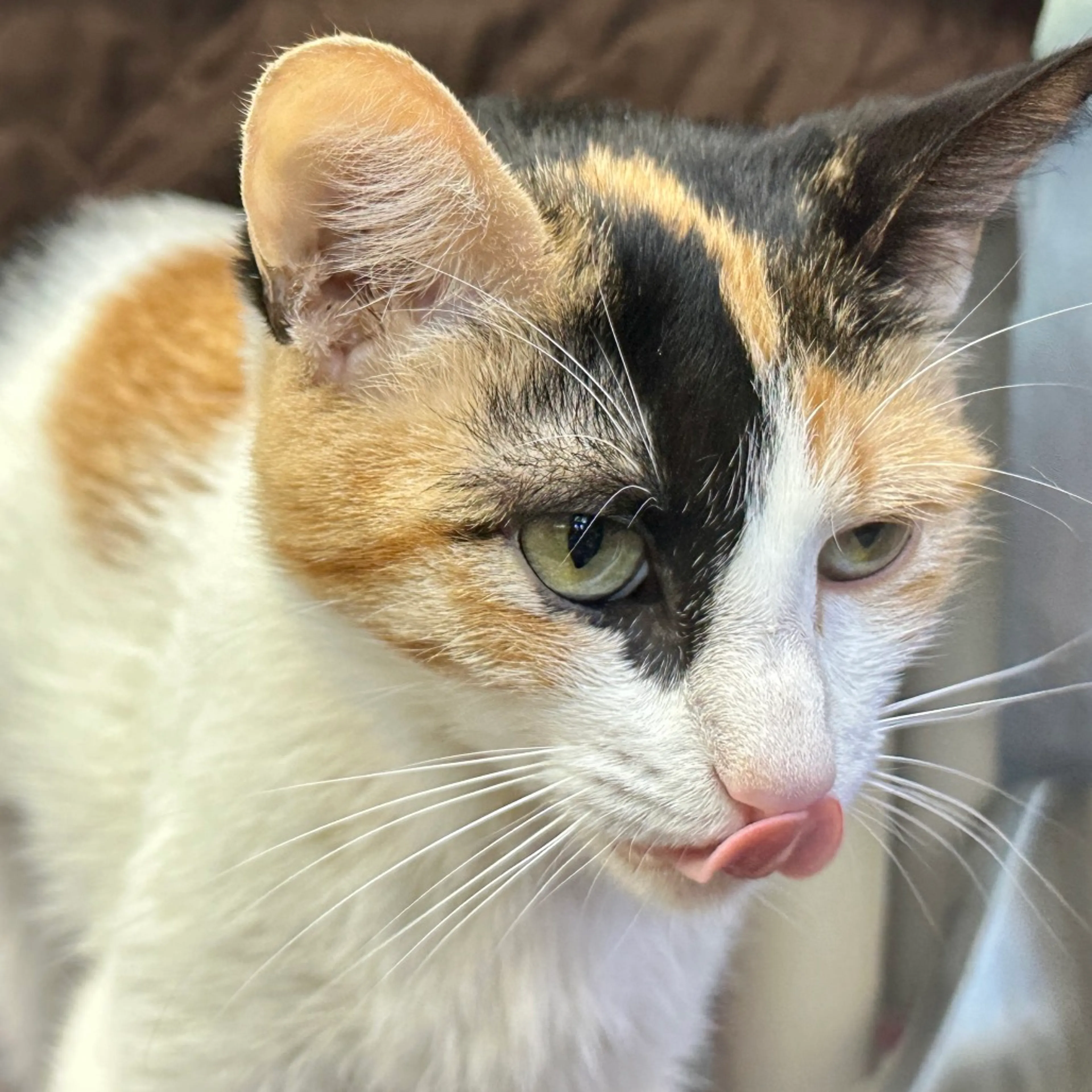 Found pet-4