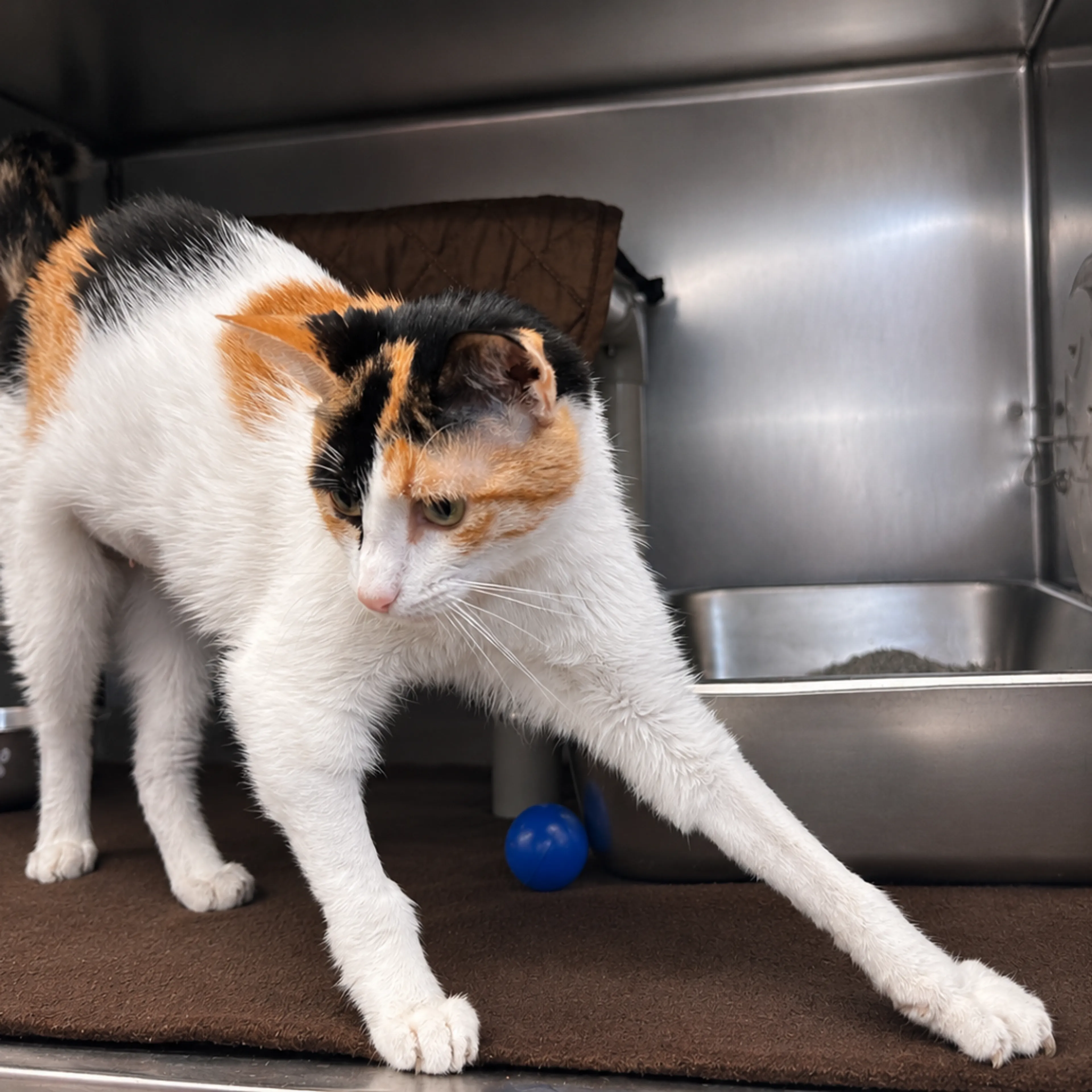 Found pet-5