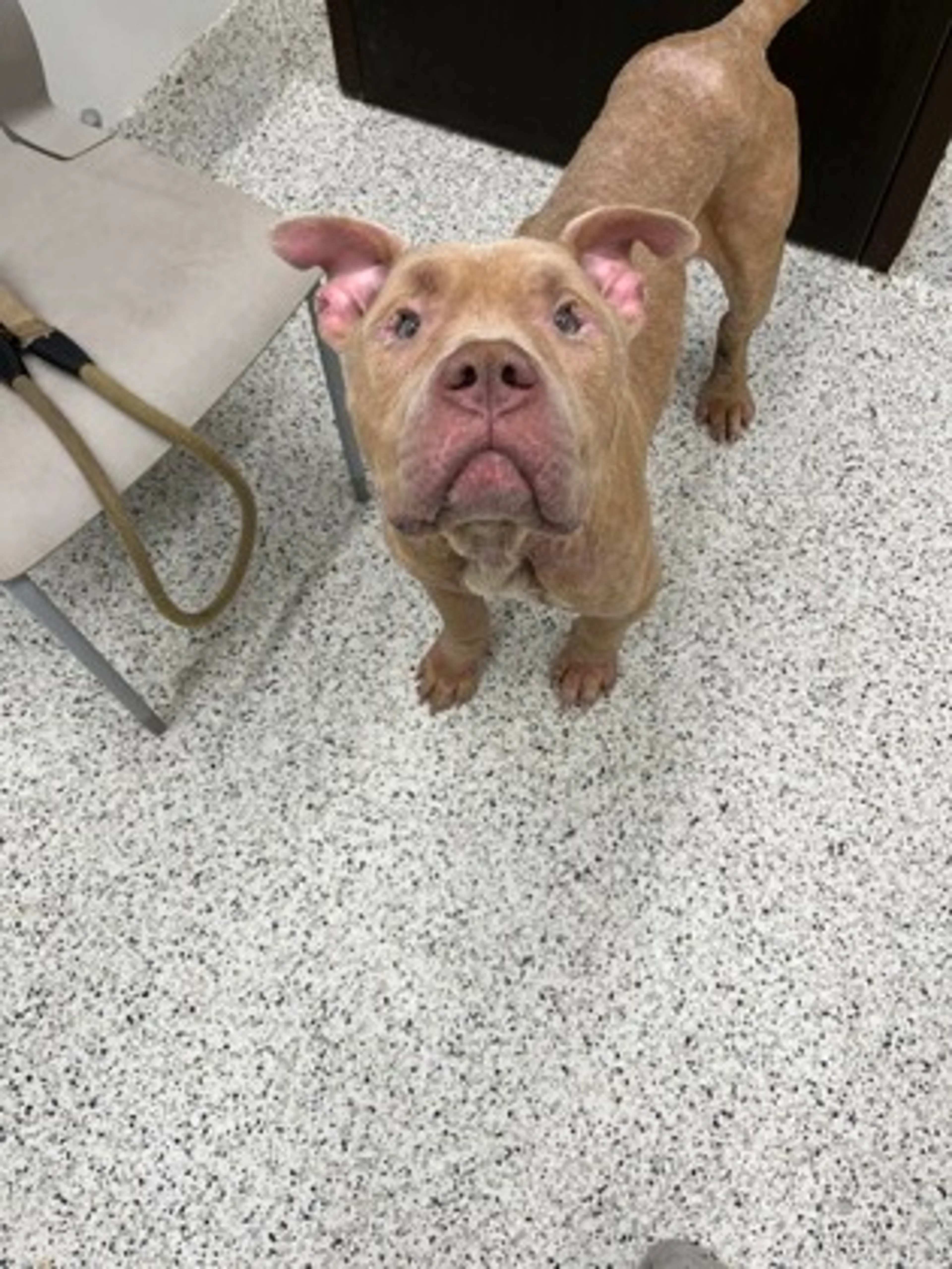 Found pet