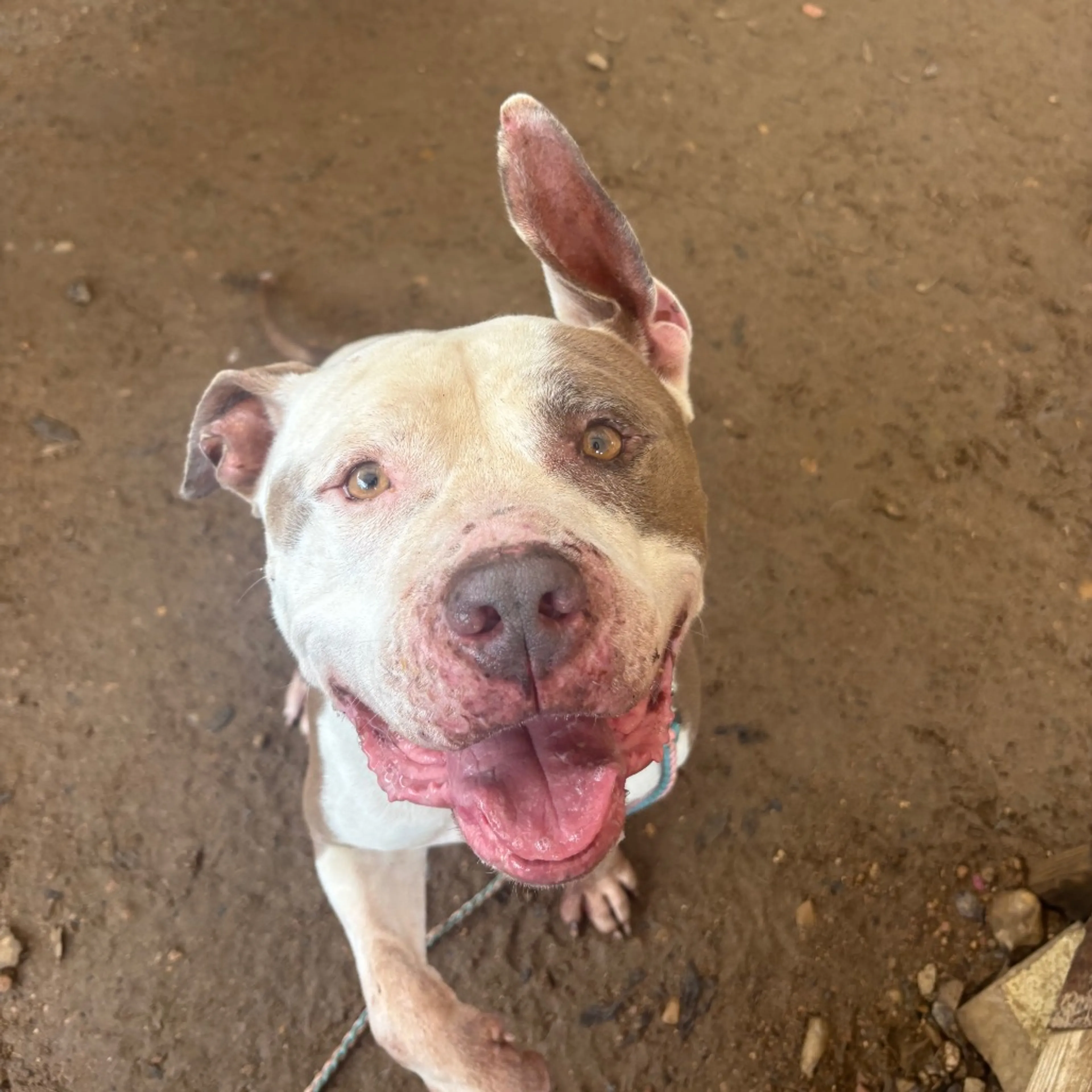 Found pet-3
