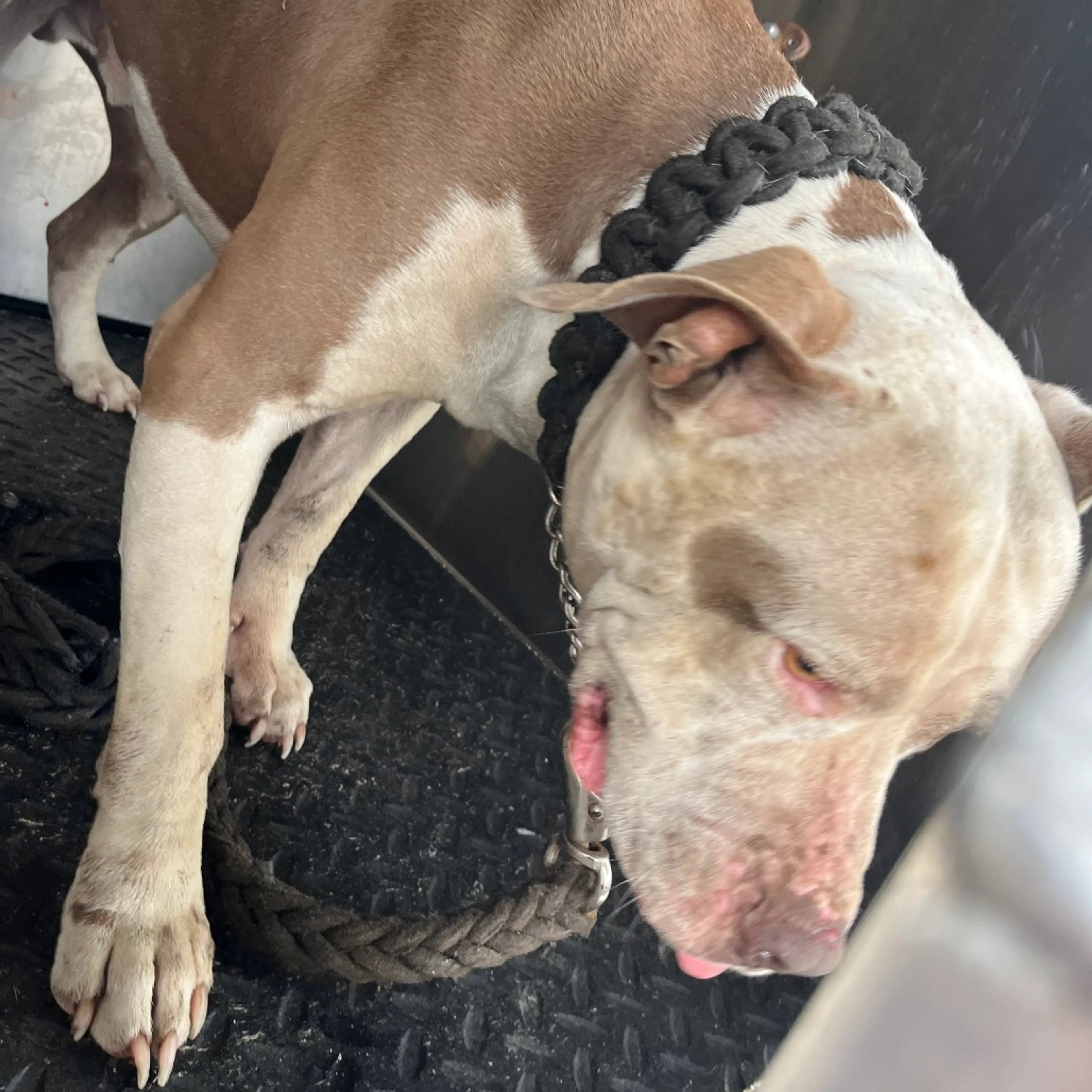 Found pet-1