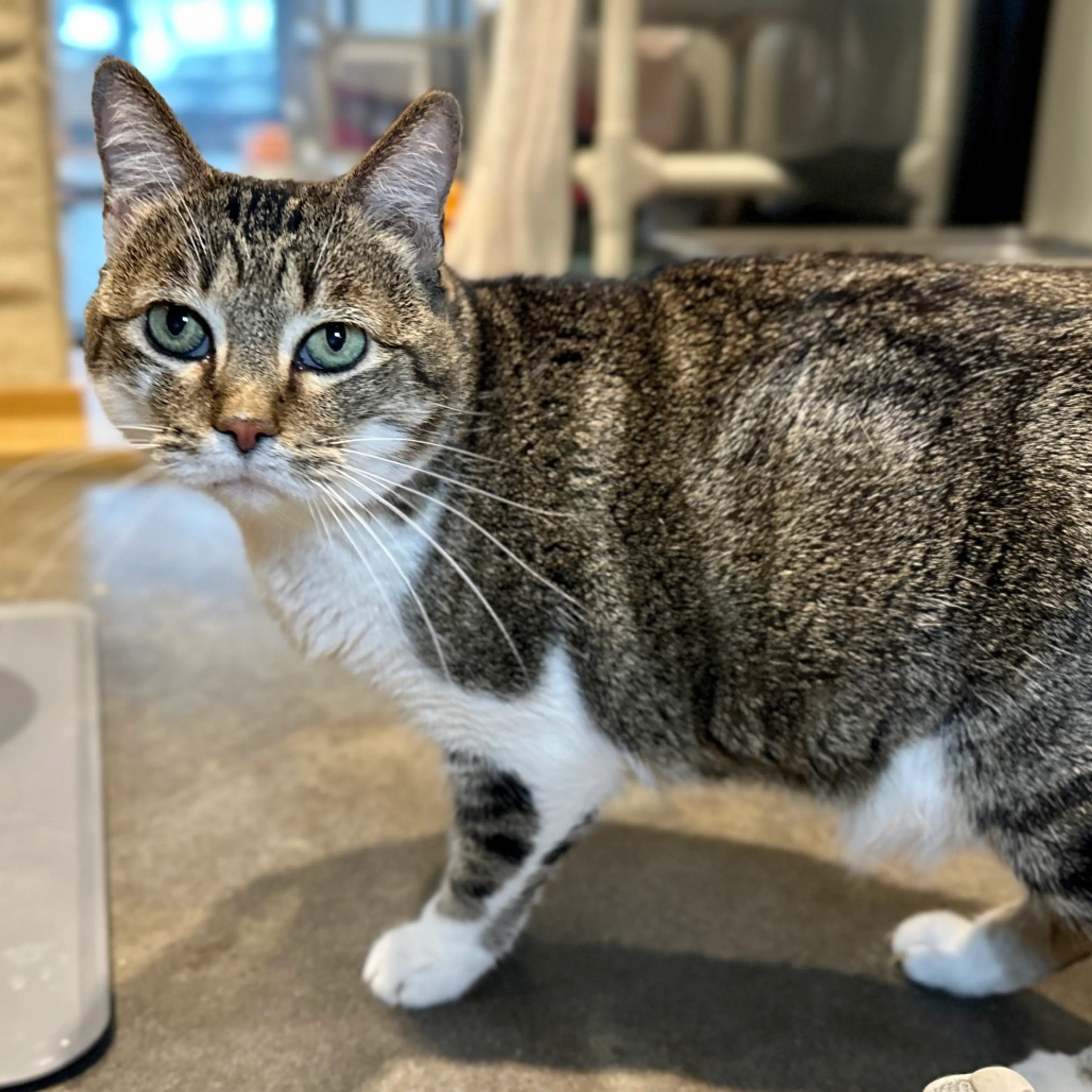 Found pet-1