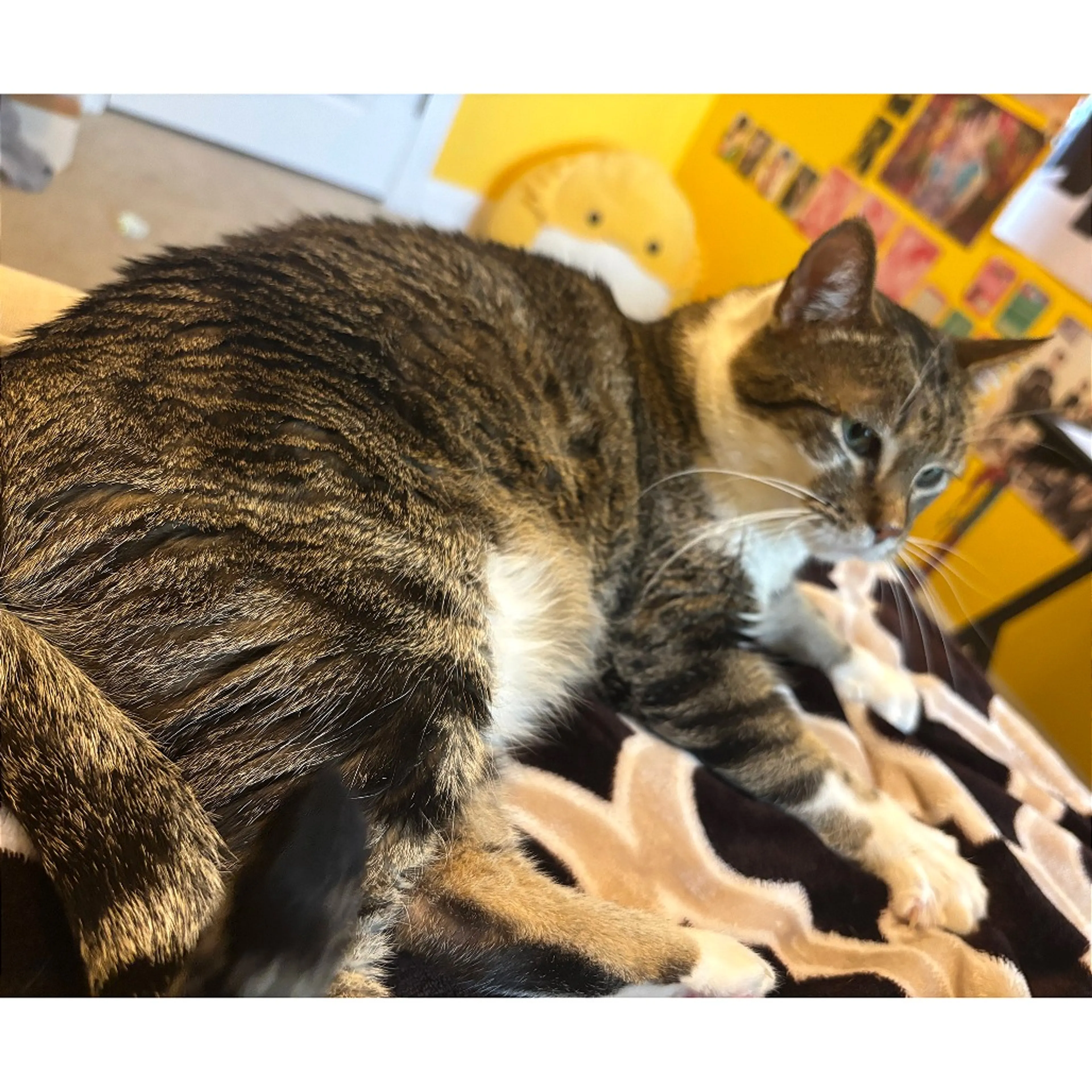 Found pet-5