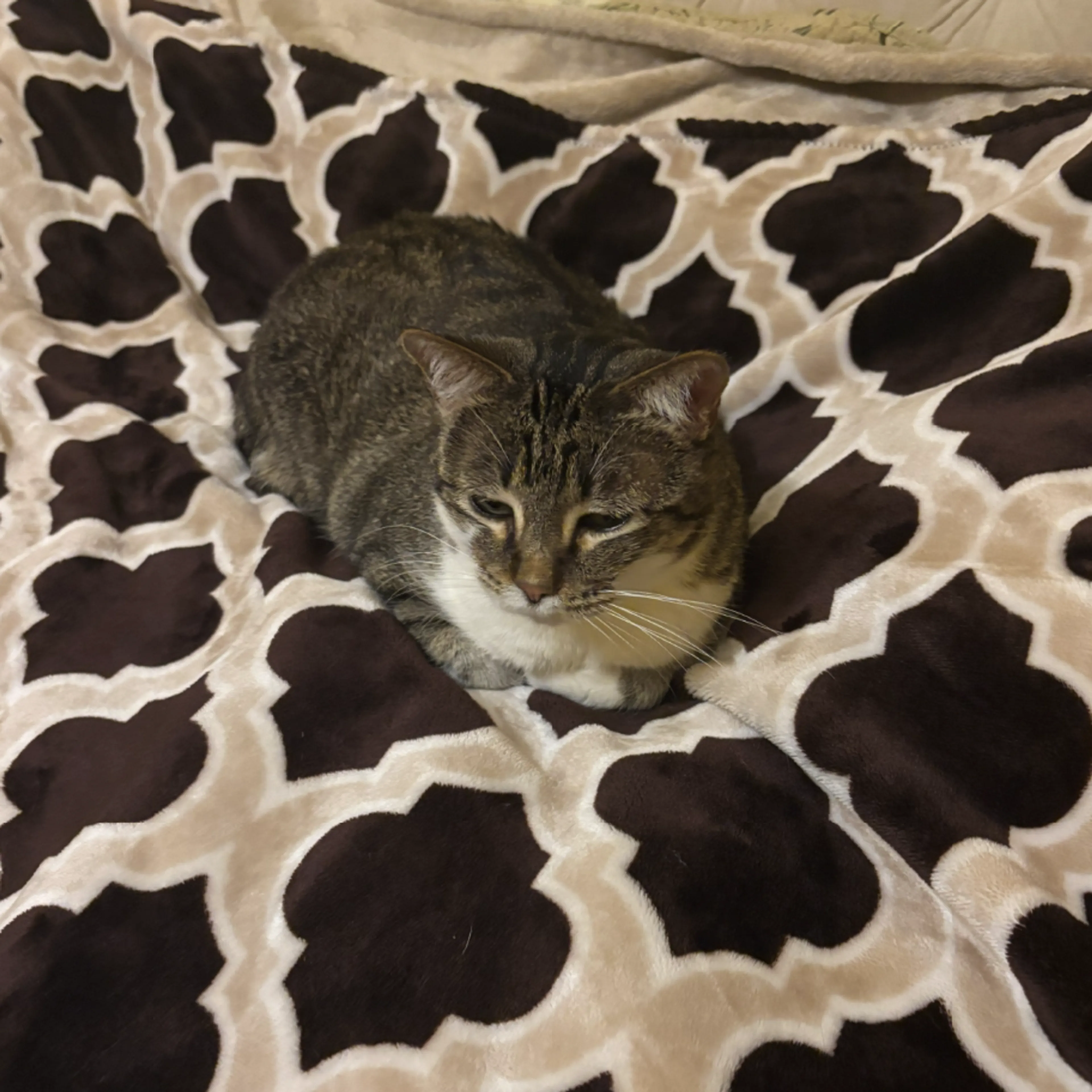 Found pet-3