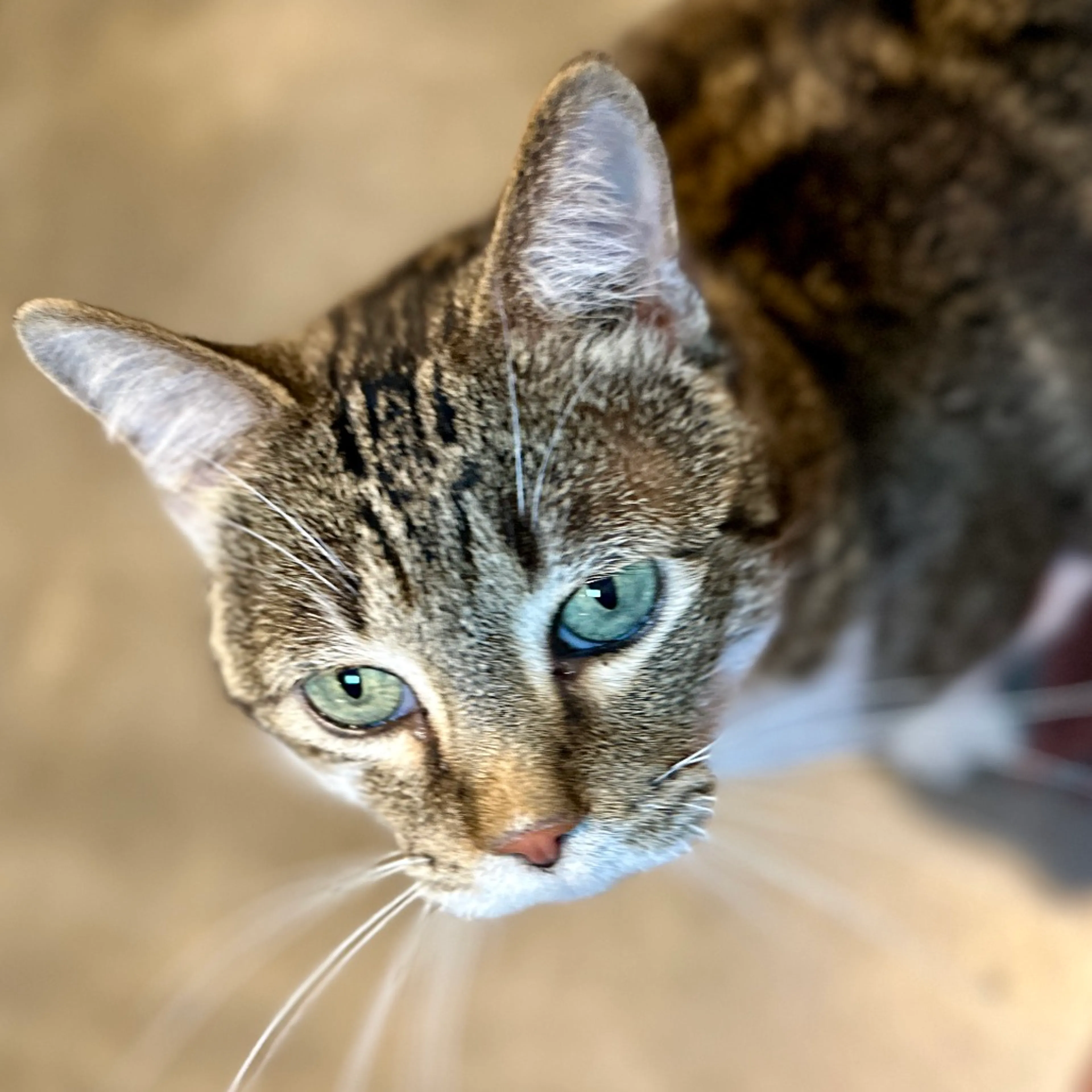 Found pet-2