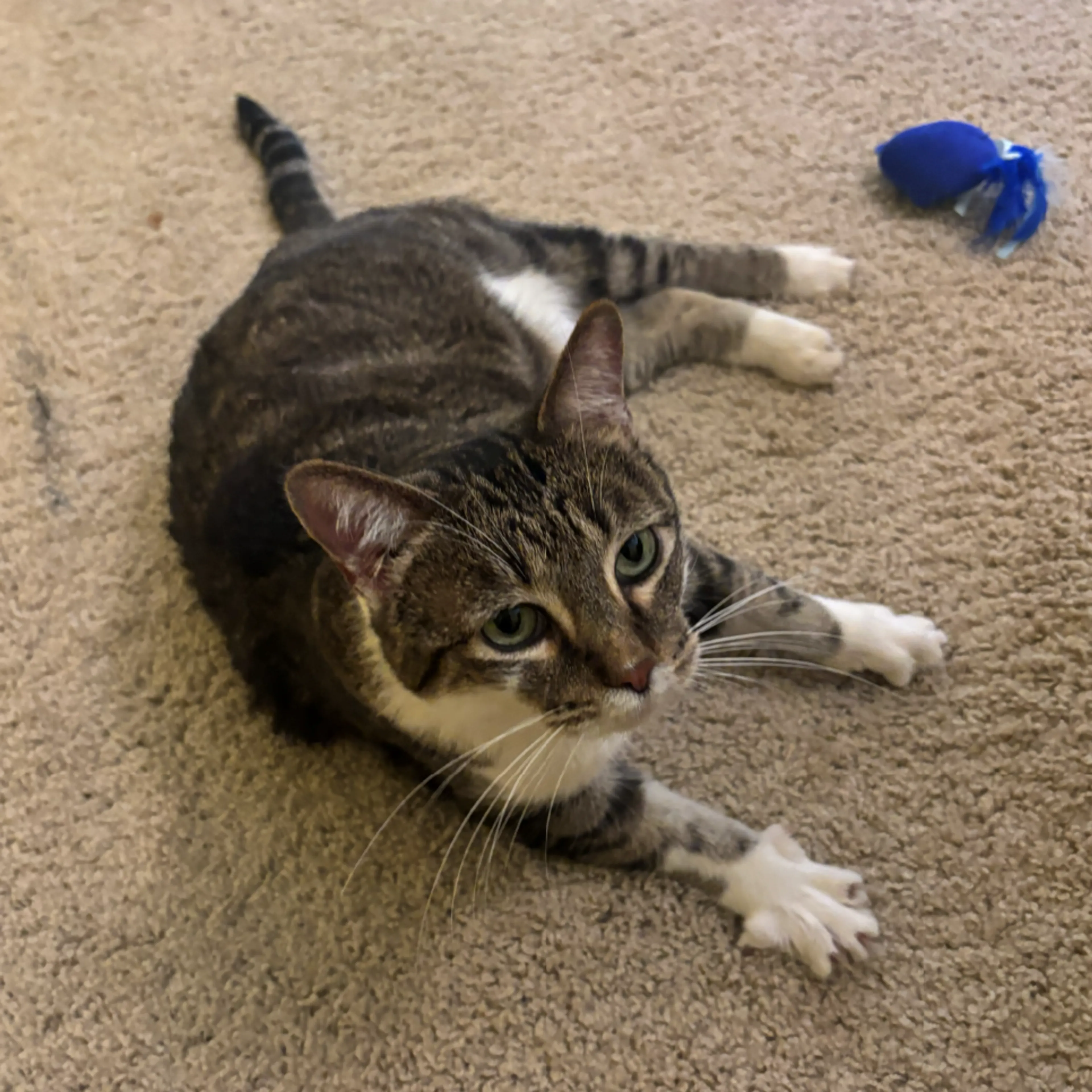 Found pet-4