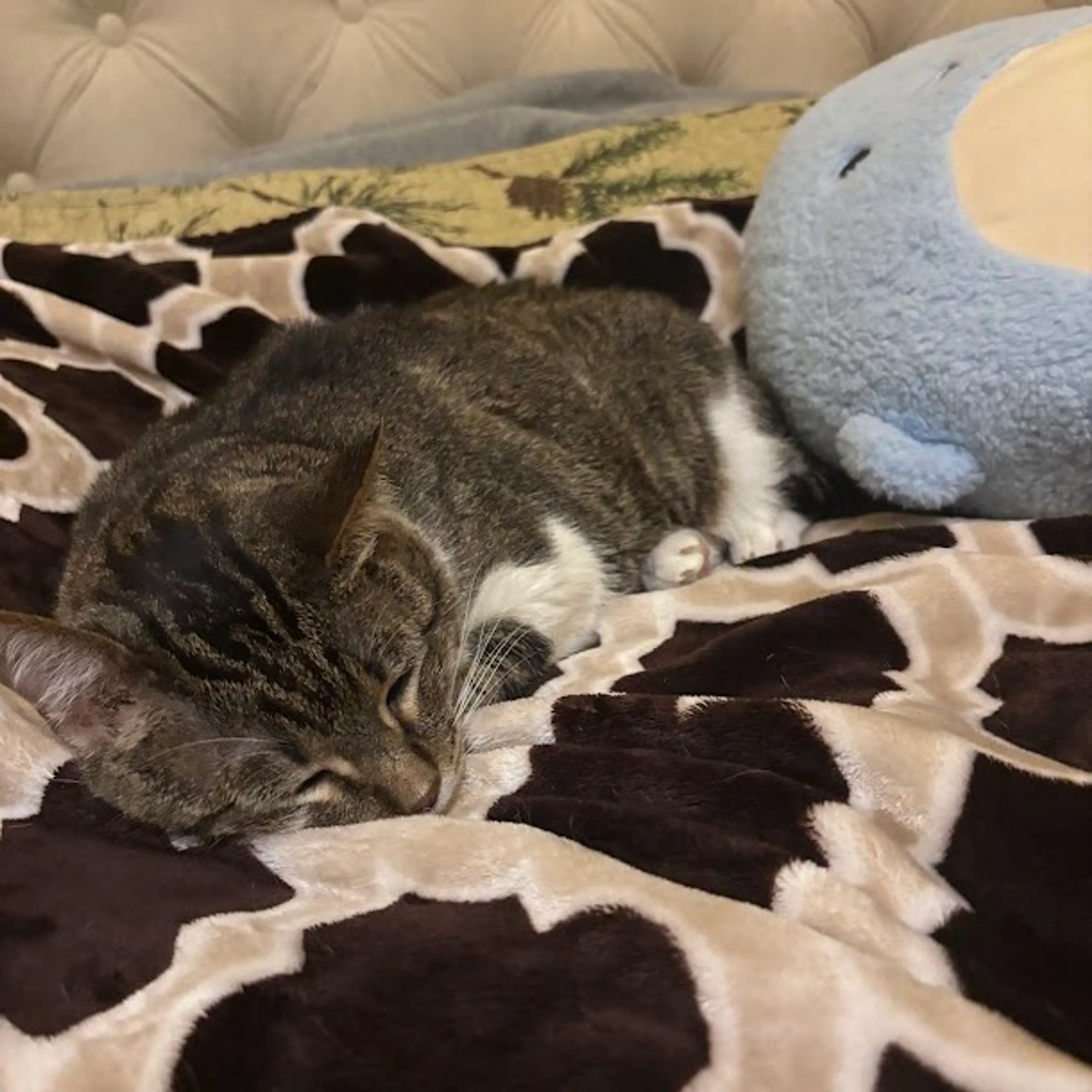 Found pet-6