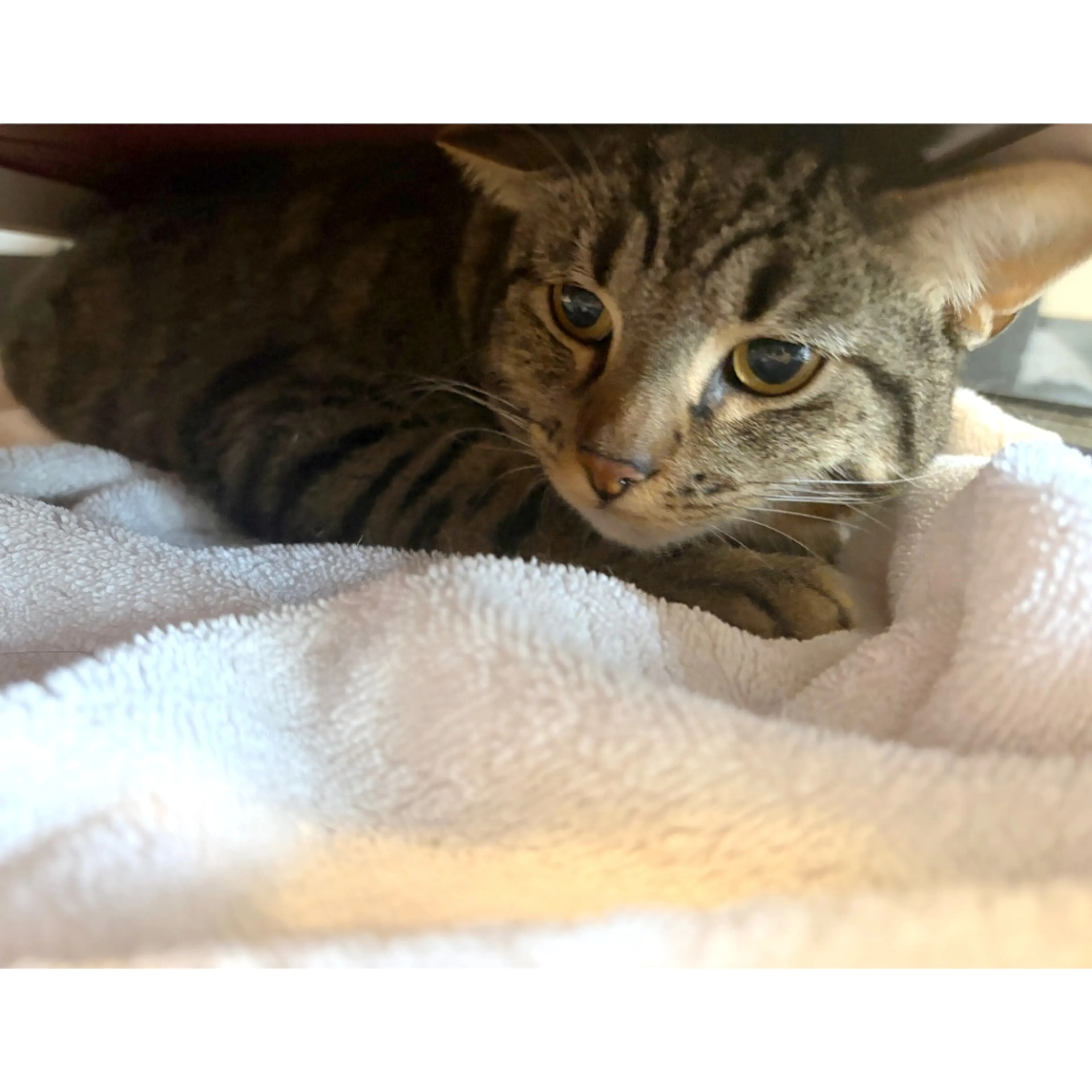 Found pet-1