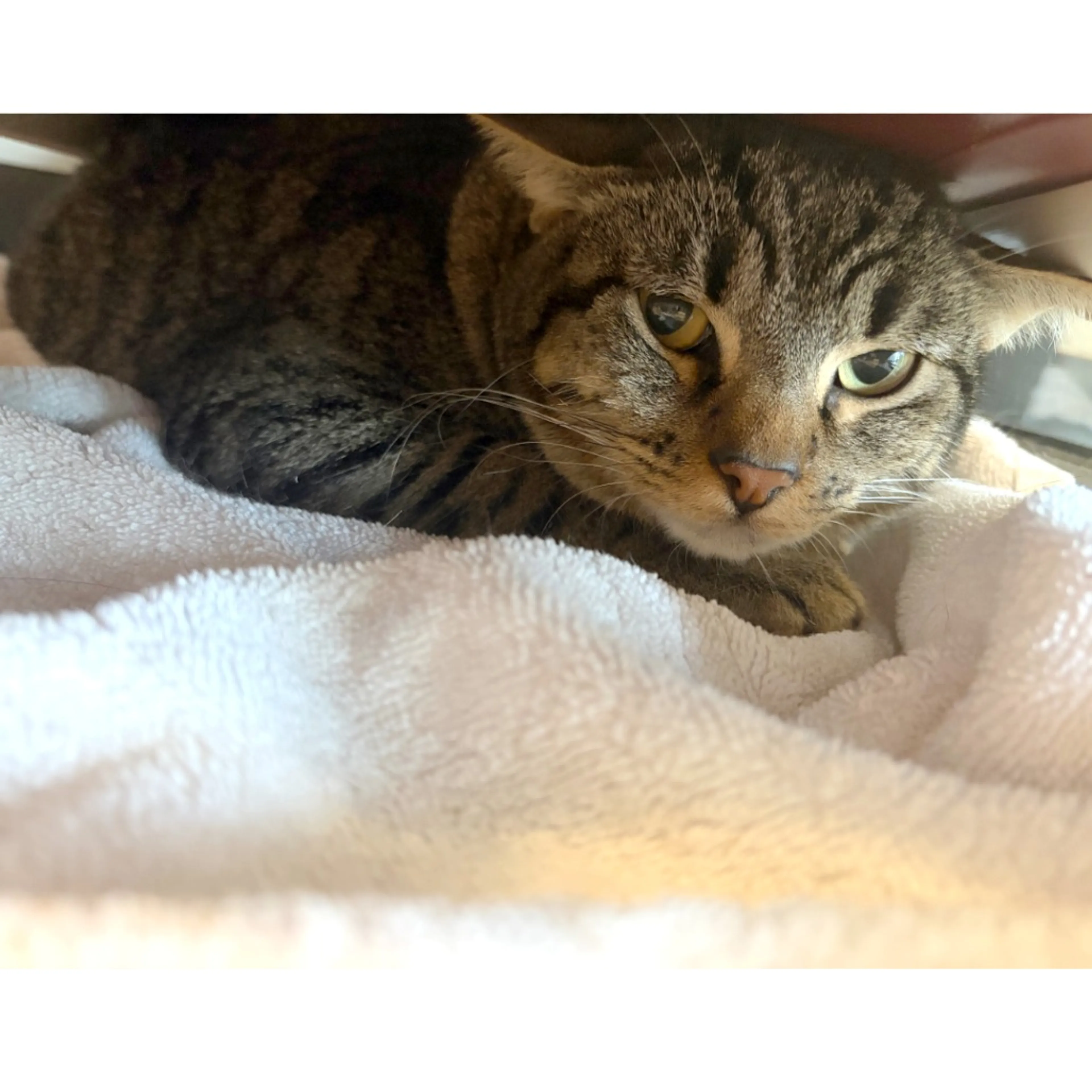 Found pet-2