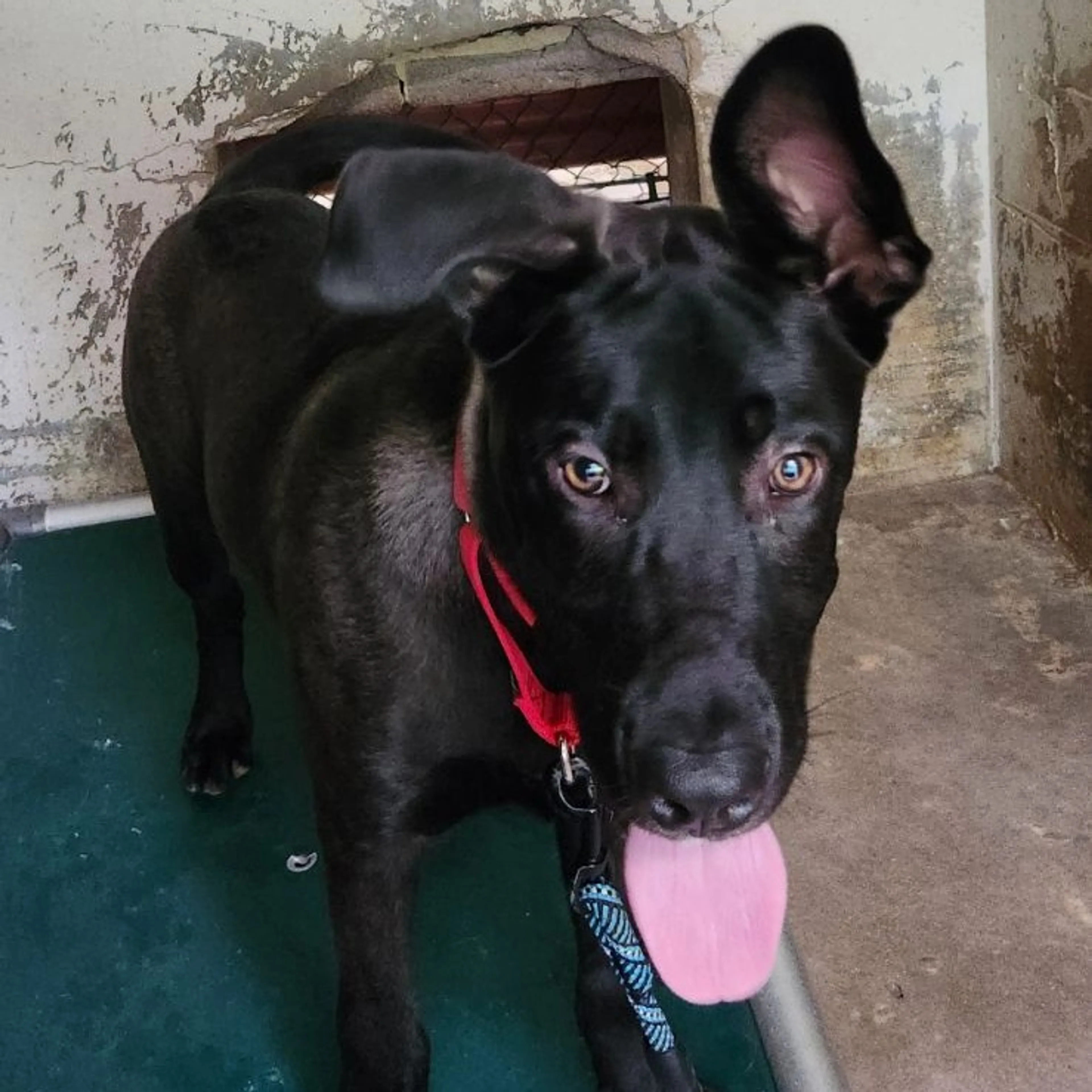 Found pet-1